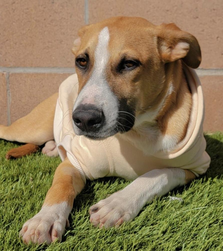 Enlarge Rylo, a Adoptable mixed breed in Clovis, NM image 3/4
