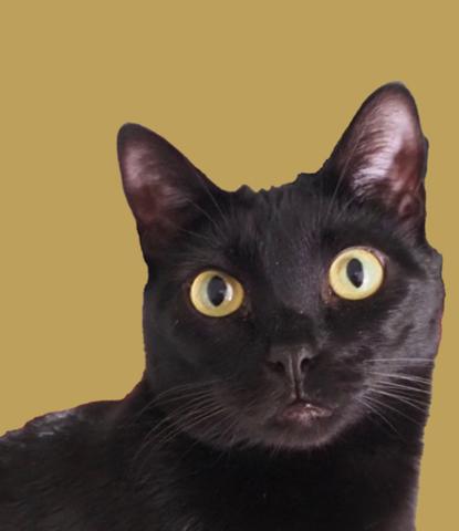 Chloe, a ADOPTABLE Bombay in Medford, MA image 1/2