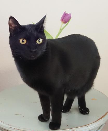 Chloe, a ADOPTABLE Bombay in Medford, MA image 2/2