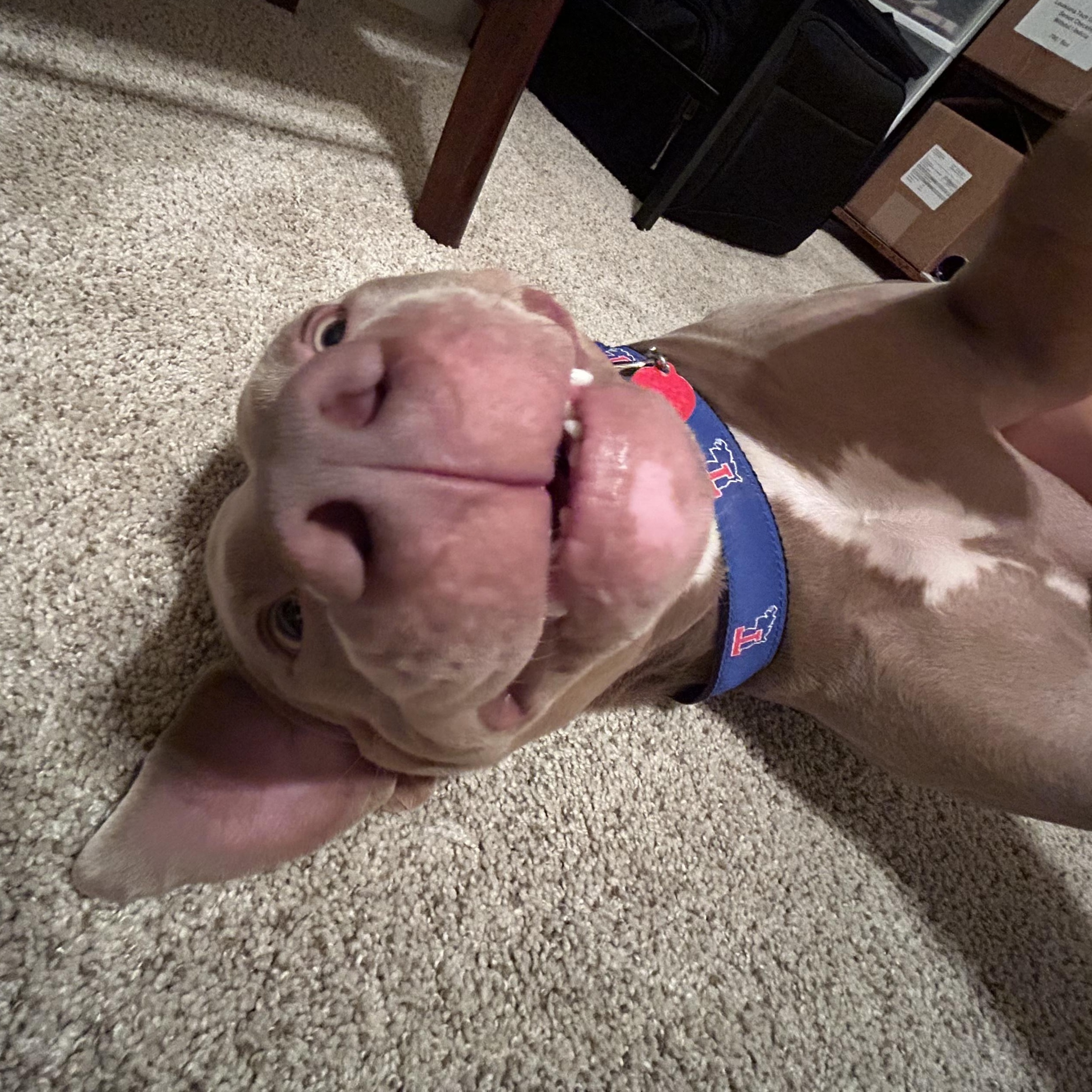 Enlarge Belle, a Adoptable Pit Bull Terrier in Jefferson , LA image 5/6