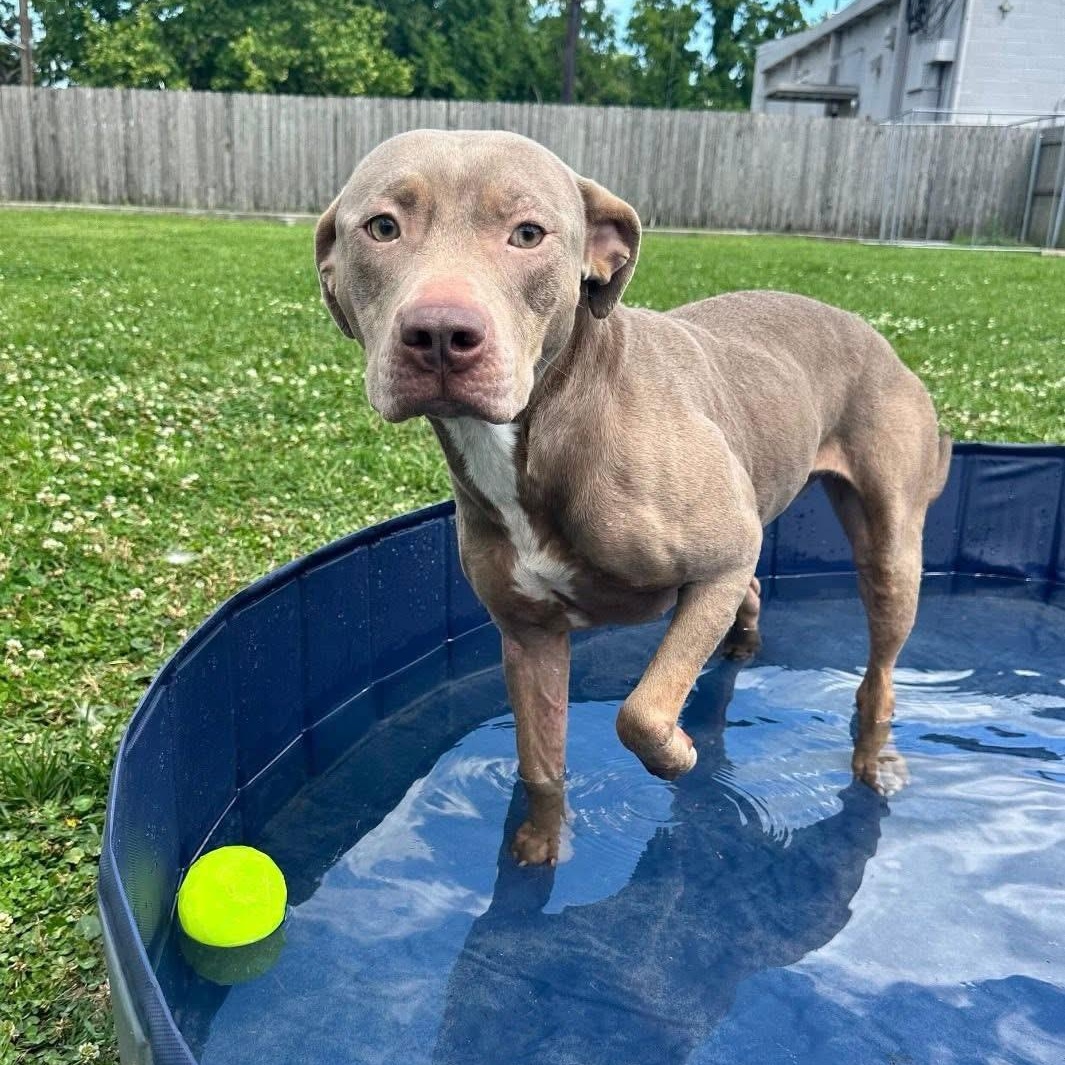 Enlarge Belle, a Adoptable Pit Bull Terrier in Jefferson , LA image 2/6