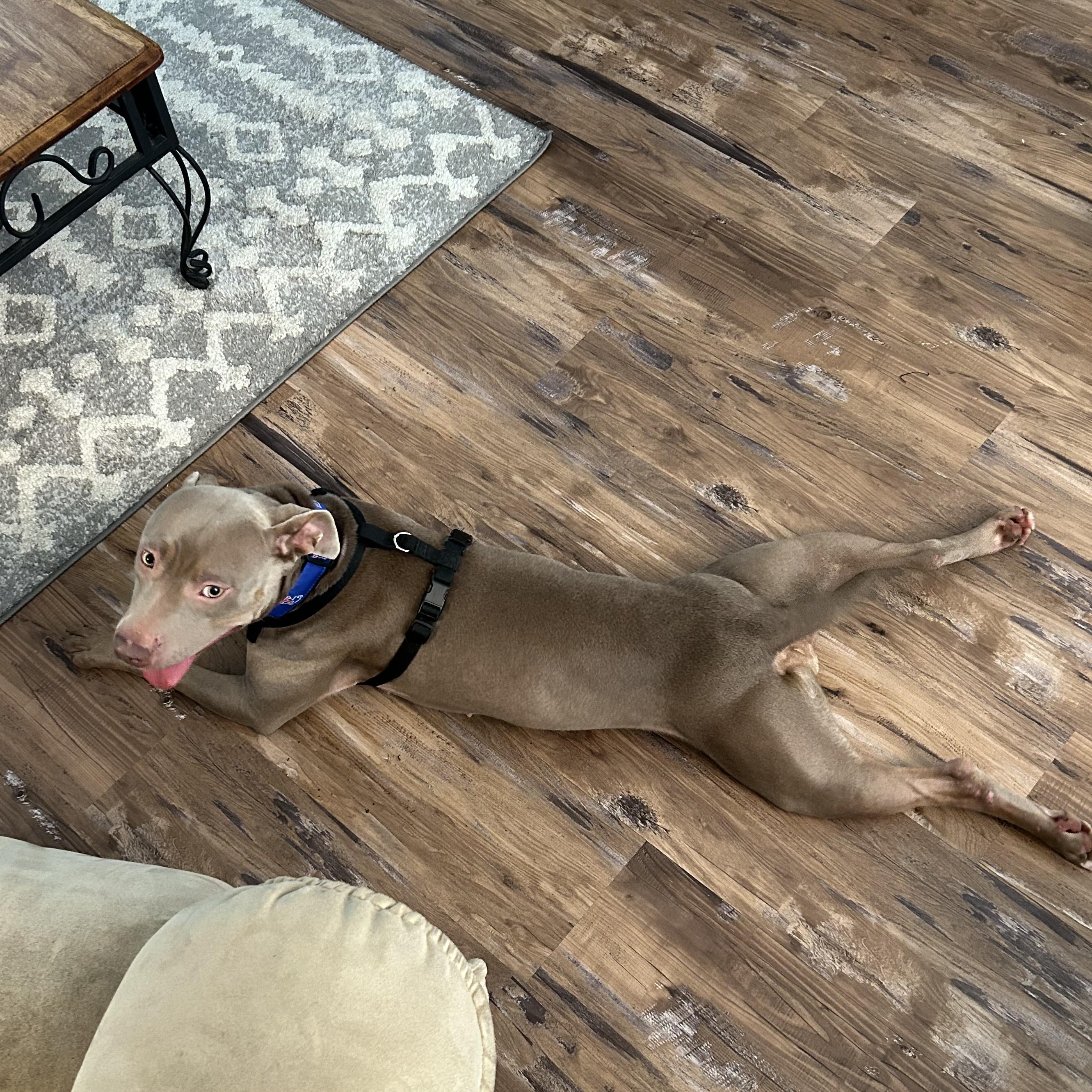 Enlarge Belle, a Adoptable Pit Bull Terrier in Jefferson , LA image 3/6