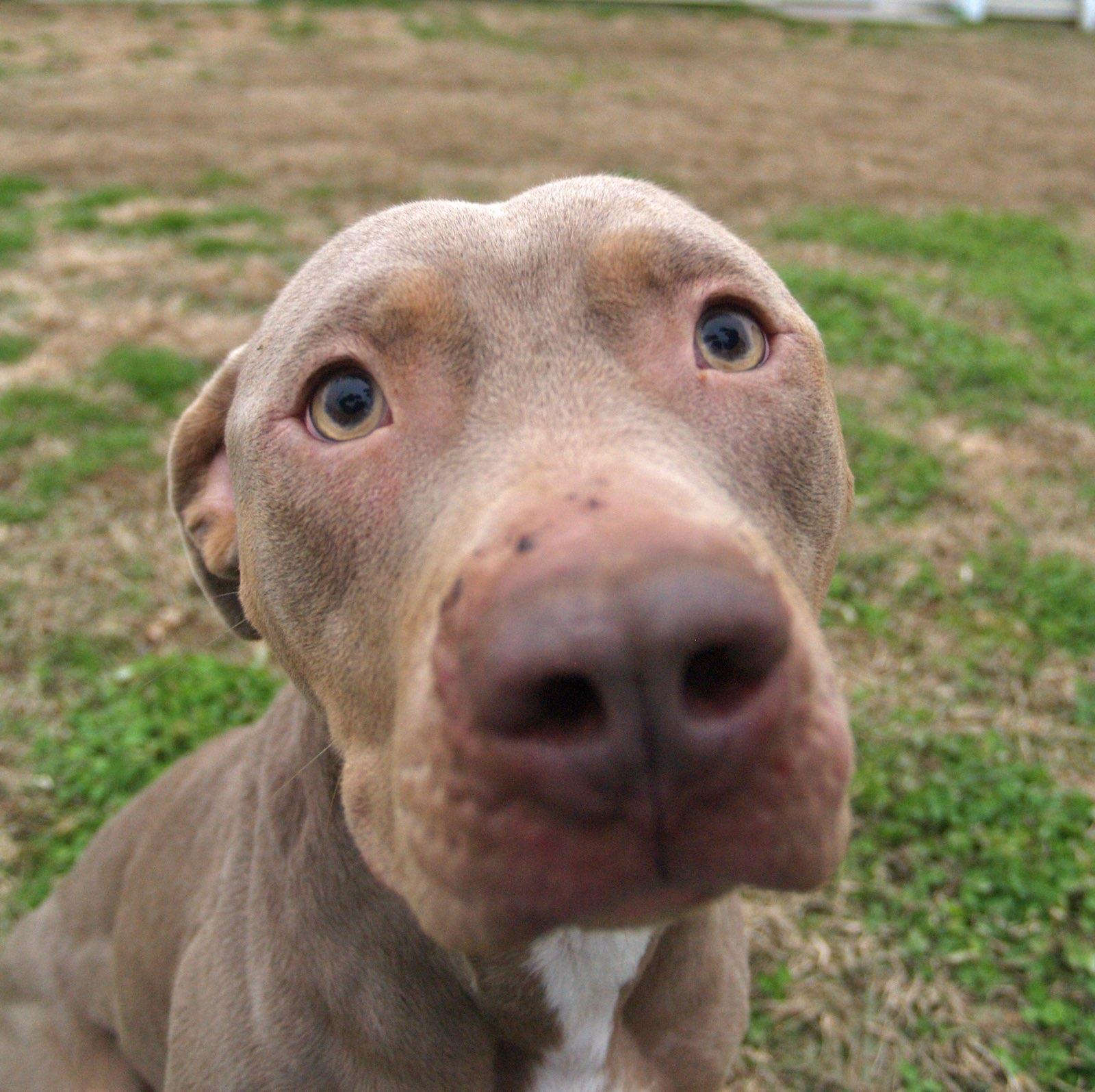 Enlarge Belle, a Adoptable Pit Bull Terrier in Jefferson , LA image 6/6