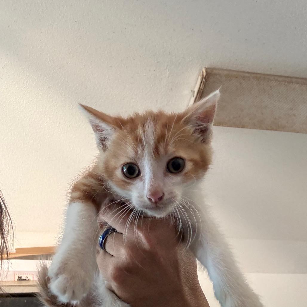 Enlarge Enzo, a Adoptable Domestic Short Hair in Yucaipa, CA image 1/1