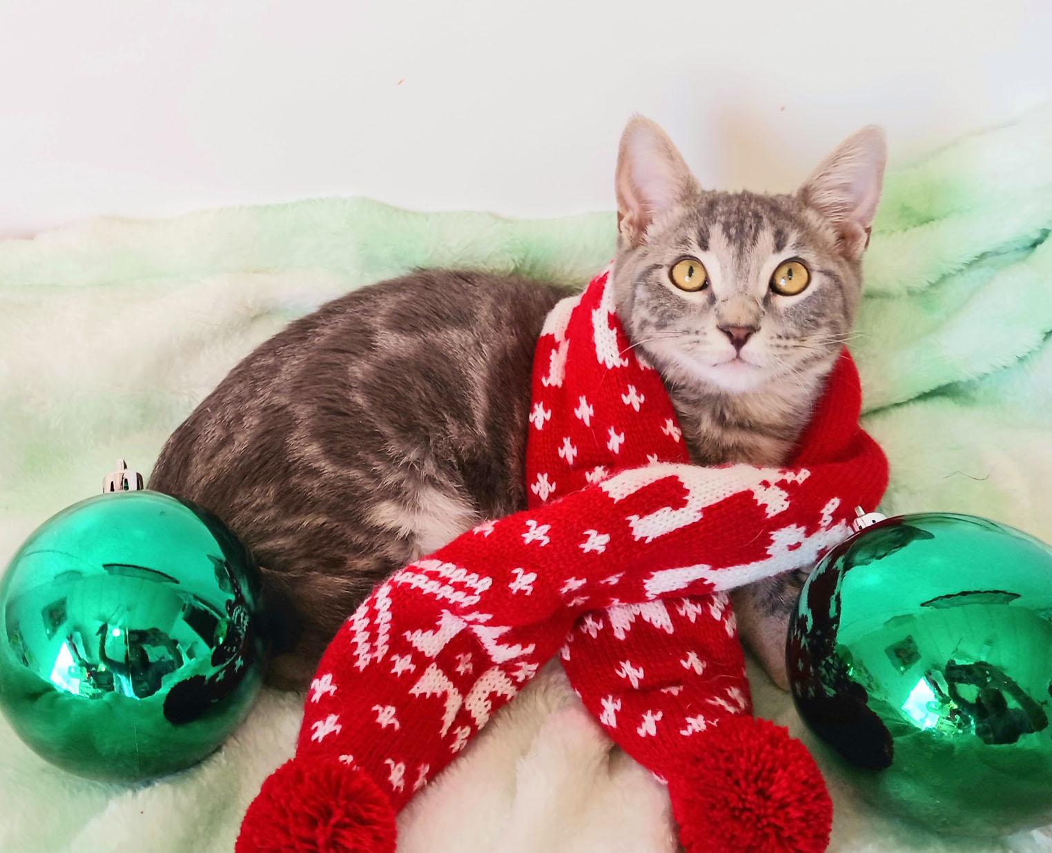 Miles Mistletoe thumbnail 3