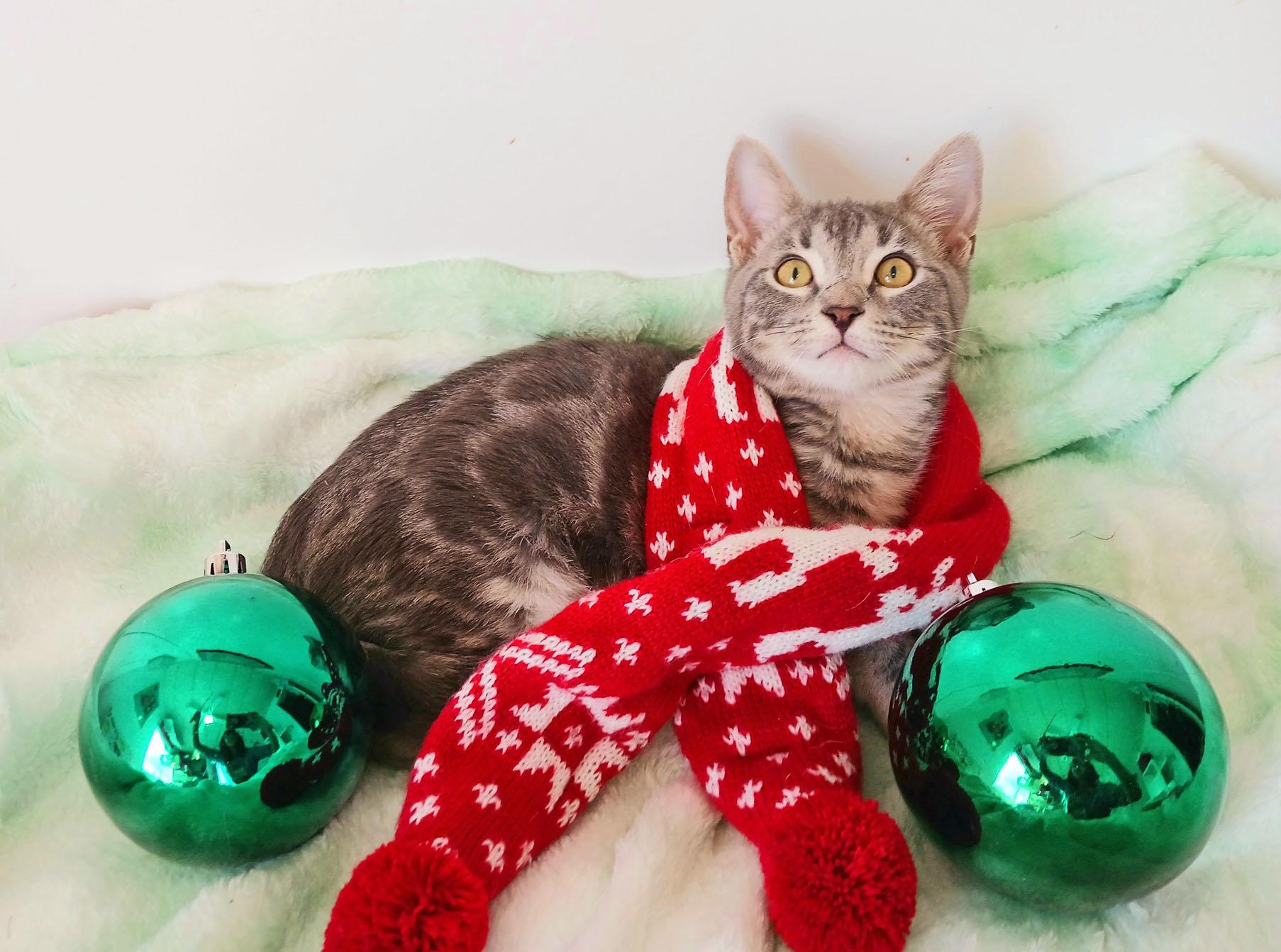 Miles Mistletoe thumbnail 4