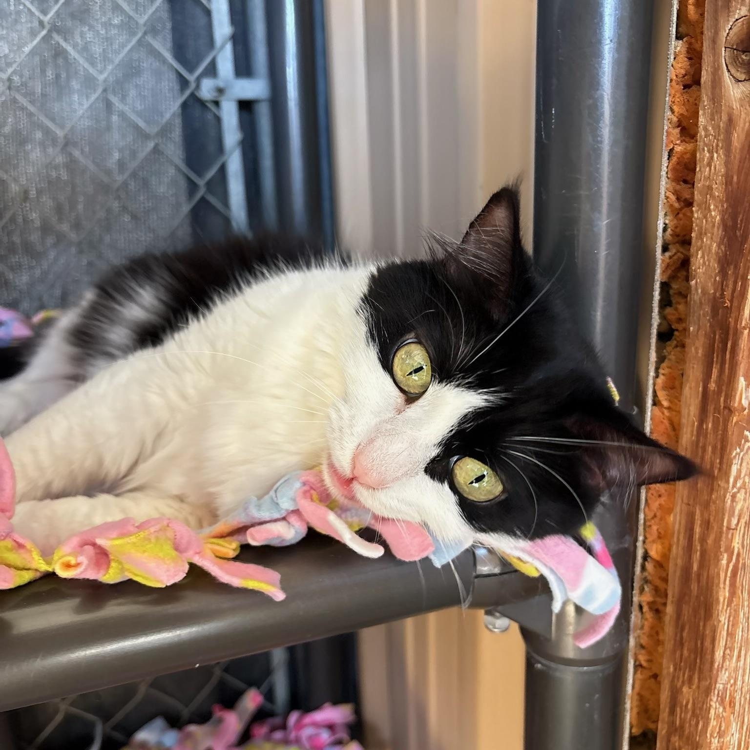 Enlarge DESIERTO, a Adoptable Domestic Short Hair in Joshua Tree, CA image 2/6