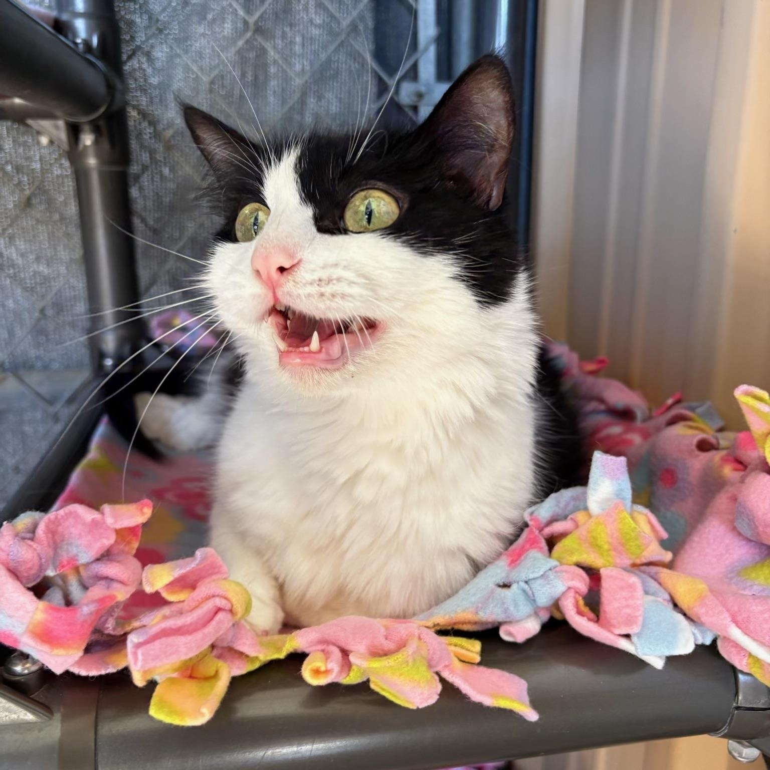 Enlarge DESIERTO, a Adoptable Domestic Short Hair in Joshua Tree, CA image 1/6