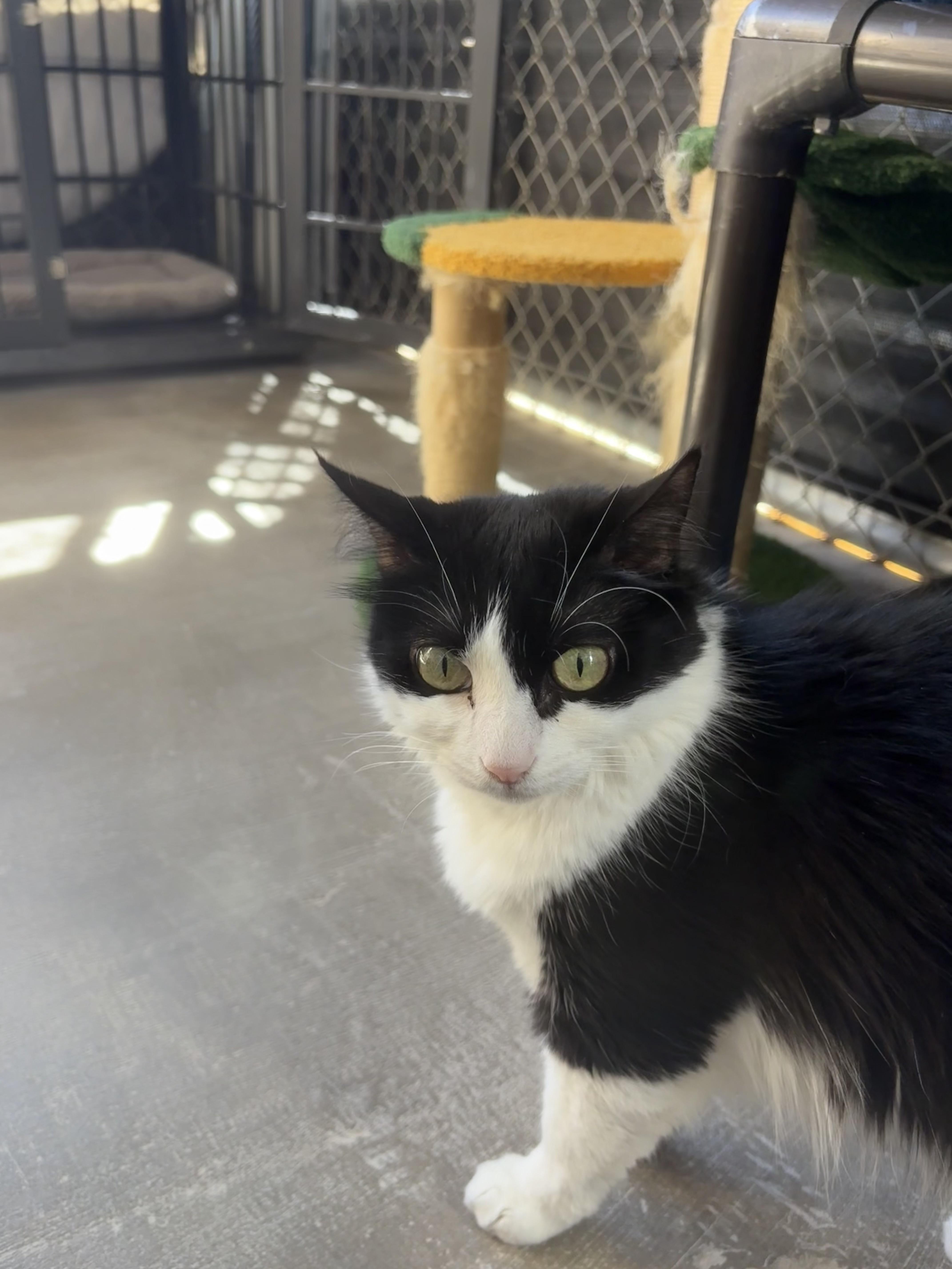Enlarge DESIERTO, a Adoptable Domestic Short Hair in Joshua Tree, CA image 3/6