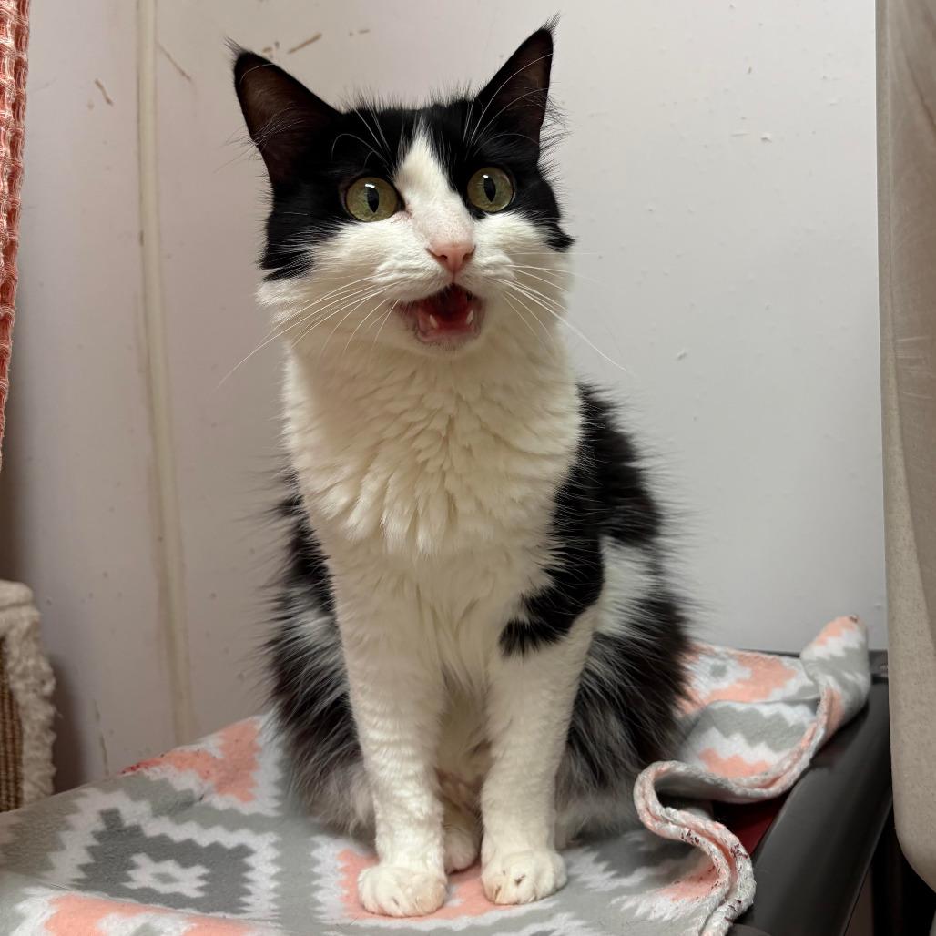Enlarge DESIERTO, a Adoptable Domestic Short Hair in Joshua Tree, CA image 4/6