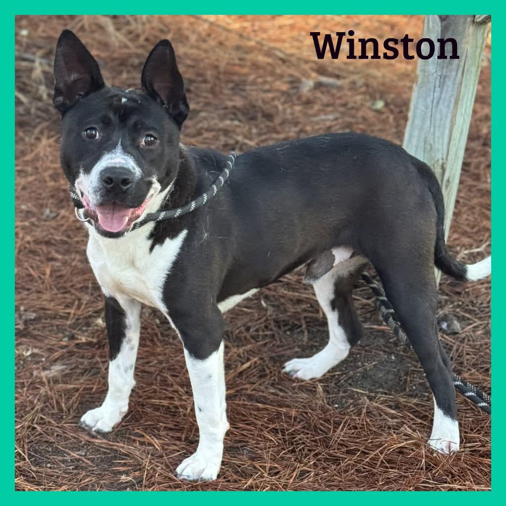 Winston, ADOPTABLE, Adult Male Mixed Breed.