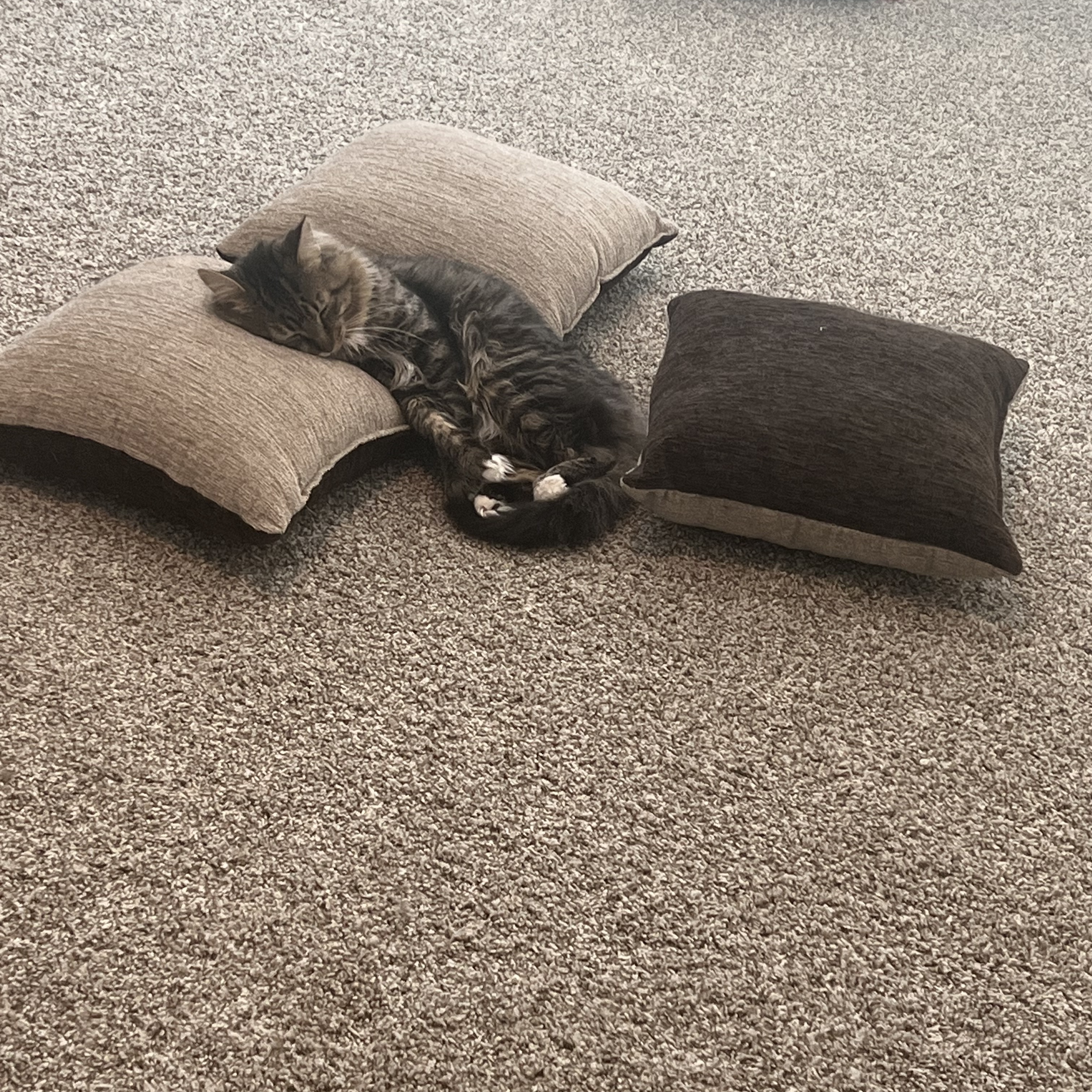 Clayton, a Adoptable Domestic Short Hair in Des Moines, WA image 5/6