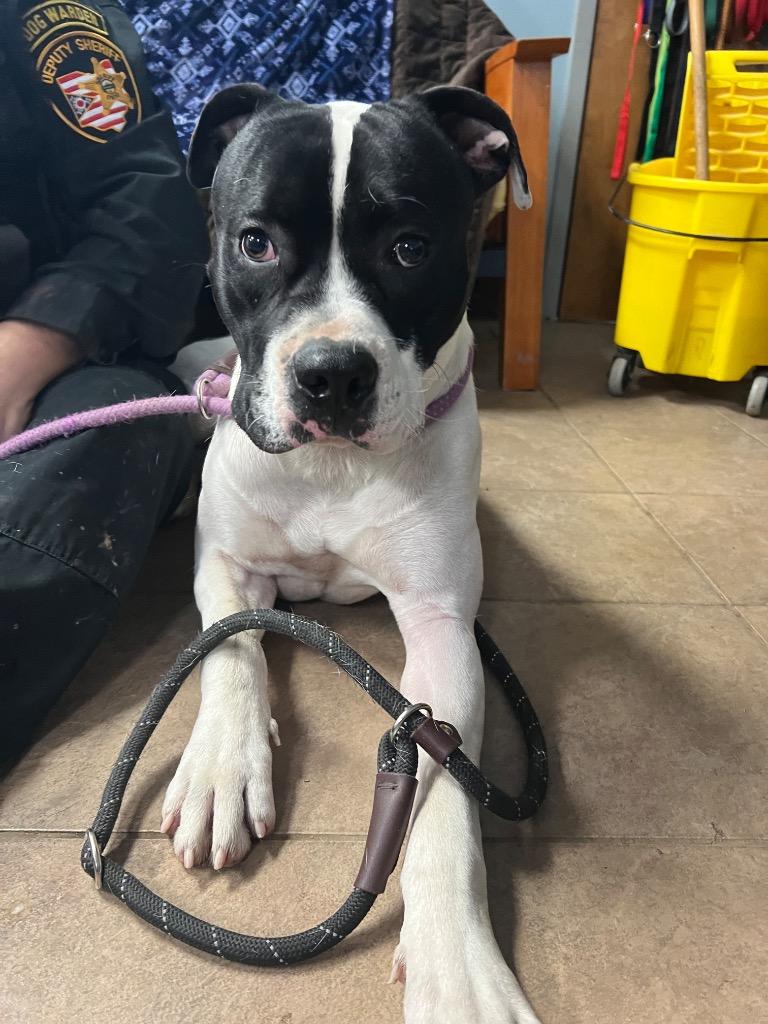 Enlarge Marshall, a Adoptable mixed breed in Marion, OH image 1/3