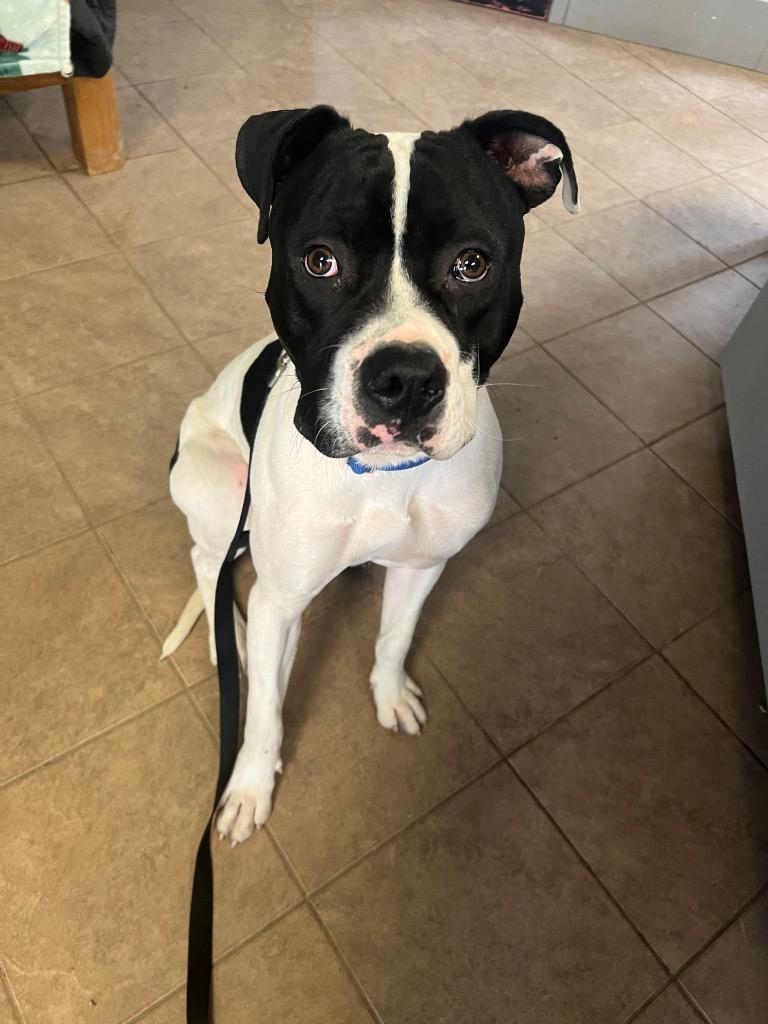 Enlarge Marshall, a Adoptable mixed breed in Marion, OH image 2/3