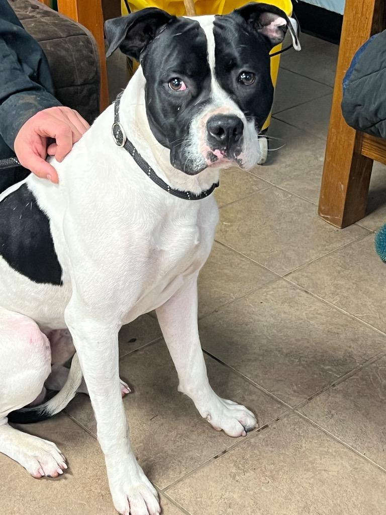 Enlarge Marshall, a Adoptable mixed breed in Marion, OH image 3/3