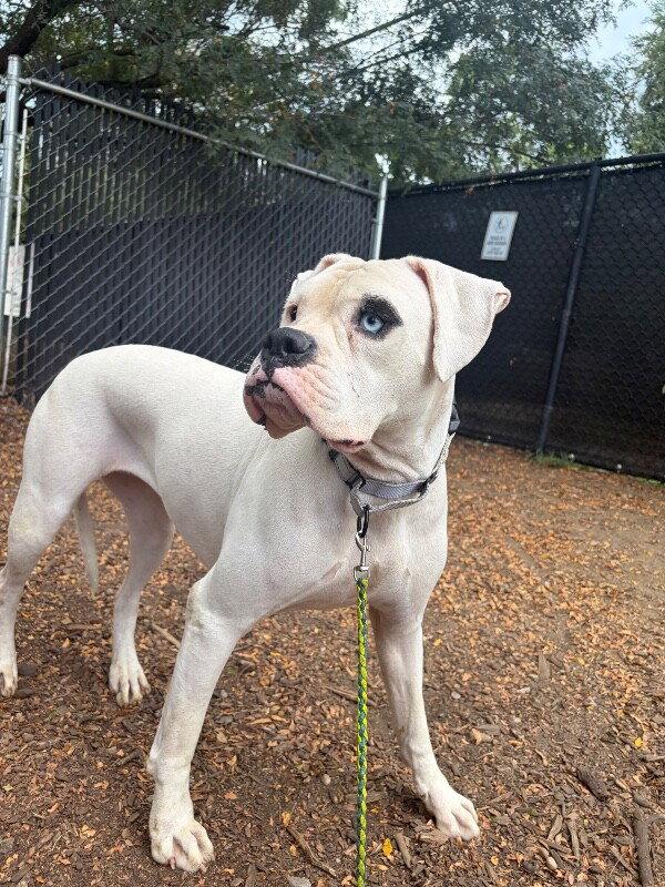 Cincy - Argentina, Adopted, Adult Female Boxer.