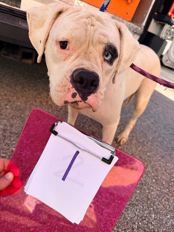Enlarge Cincy - Argentina, a Adopted Boxer in Monticello, NY image 2/3