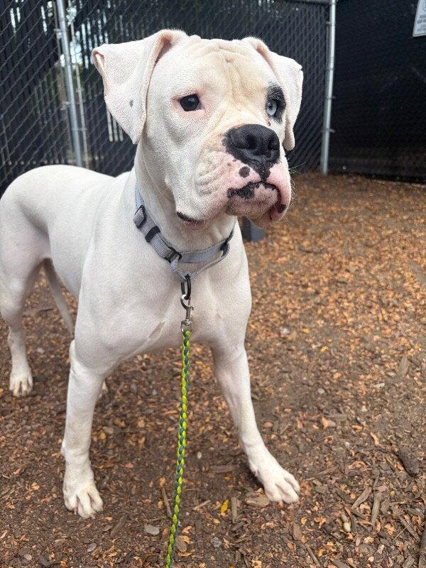 Enlarge Cincy - Argentina, a Adopted Boxer in Monticello, NY image 3/3