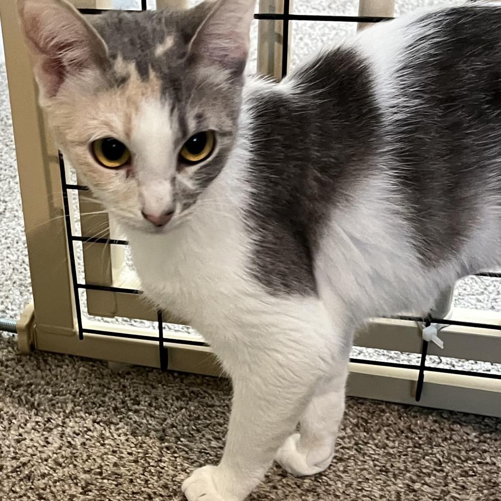 Florence, Adoptable, Young Female Domestic Short Hair.
