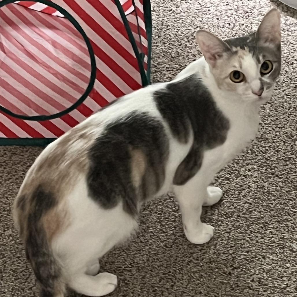 Enlarge Florence, a Adoptable Domestic Short Hair in Calverton, NY image 2/4