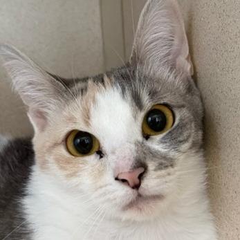 Enlarge Florence, a Adoptable Domestic Short Hair in Calverton, NY image 3/4