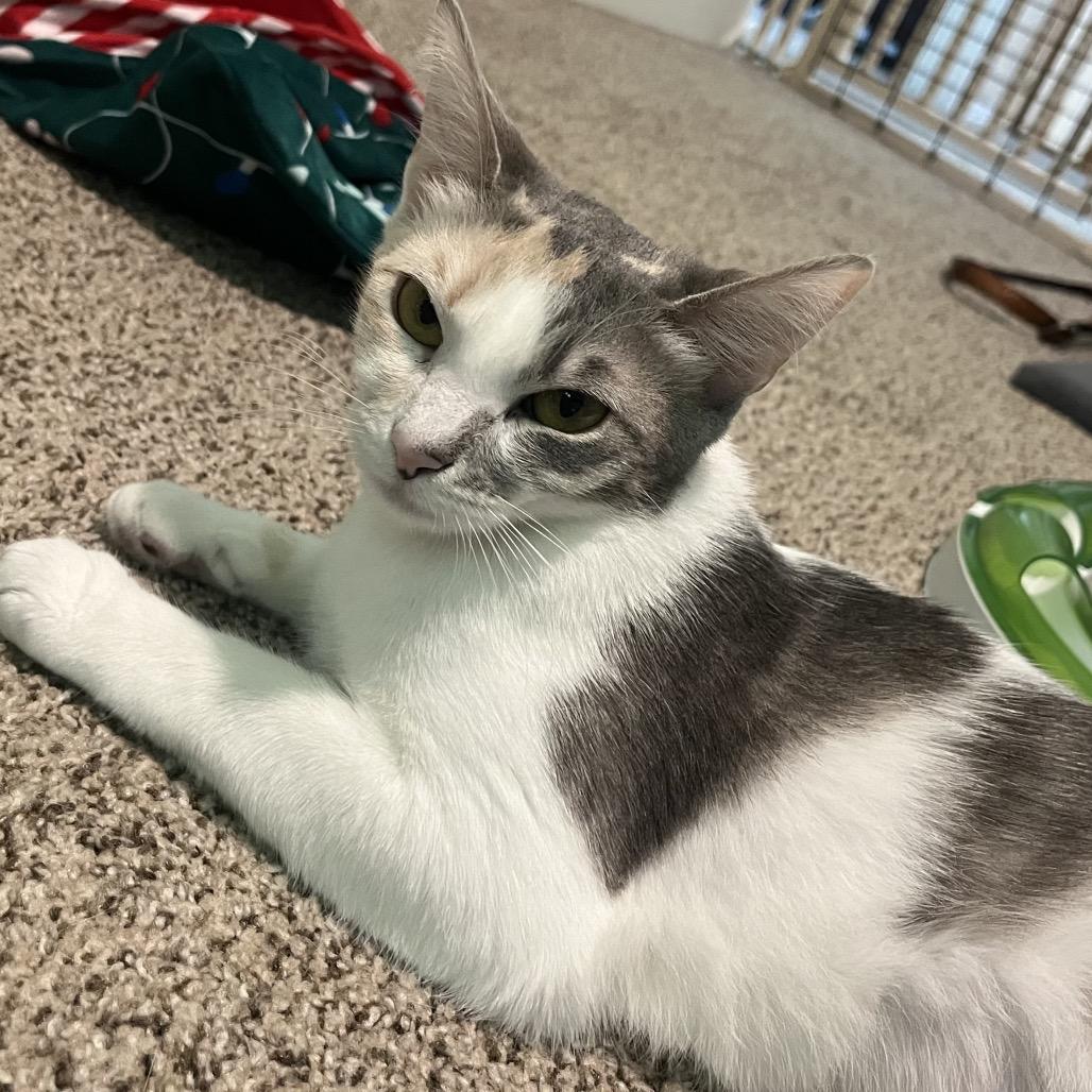 Enlarge Florence, a Adoptable Domestic Short Hair in Calverton, NY image 4/4