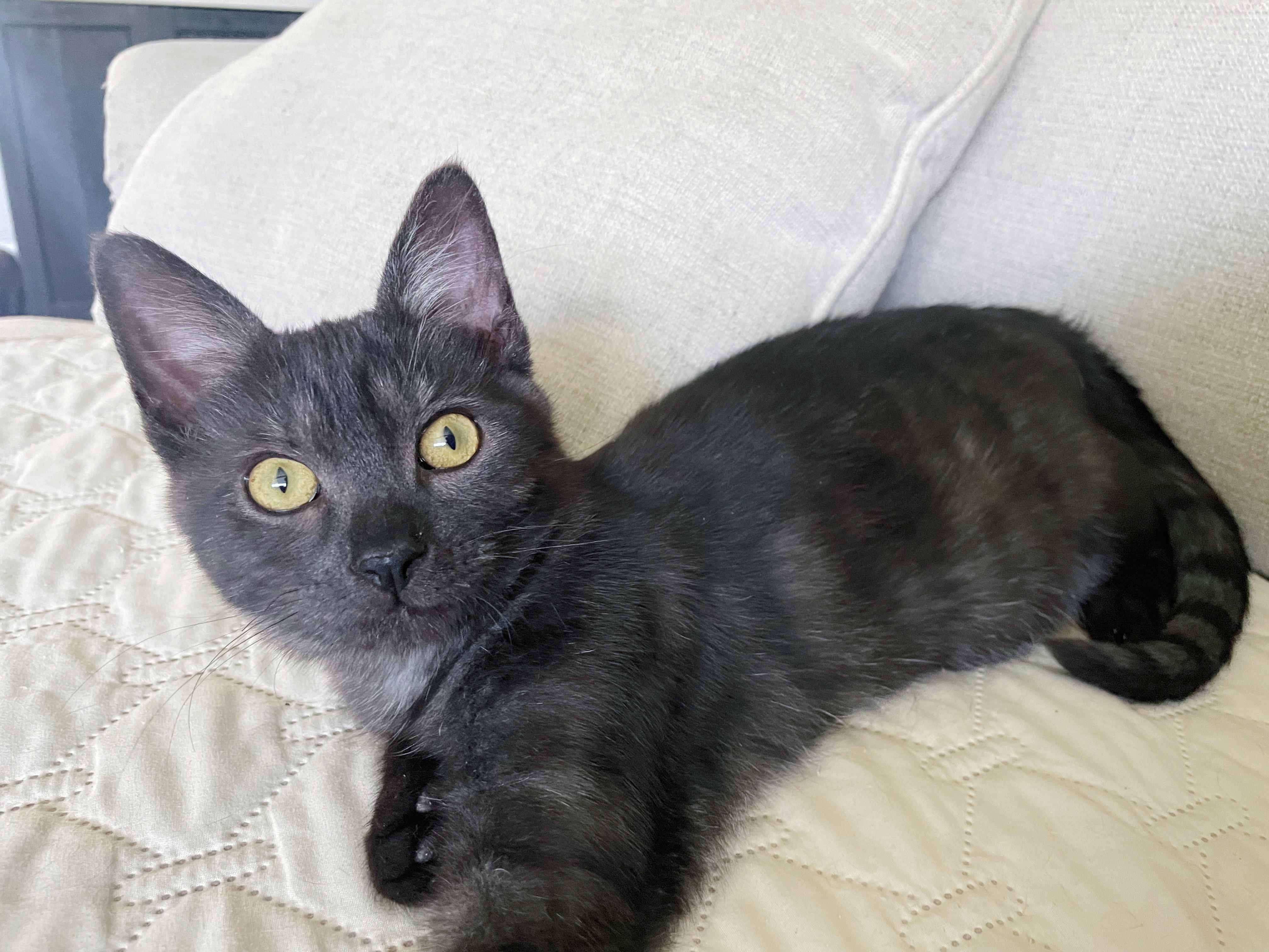 Toothless, Adoptable, Kitten Male Domestic Short Hair.