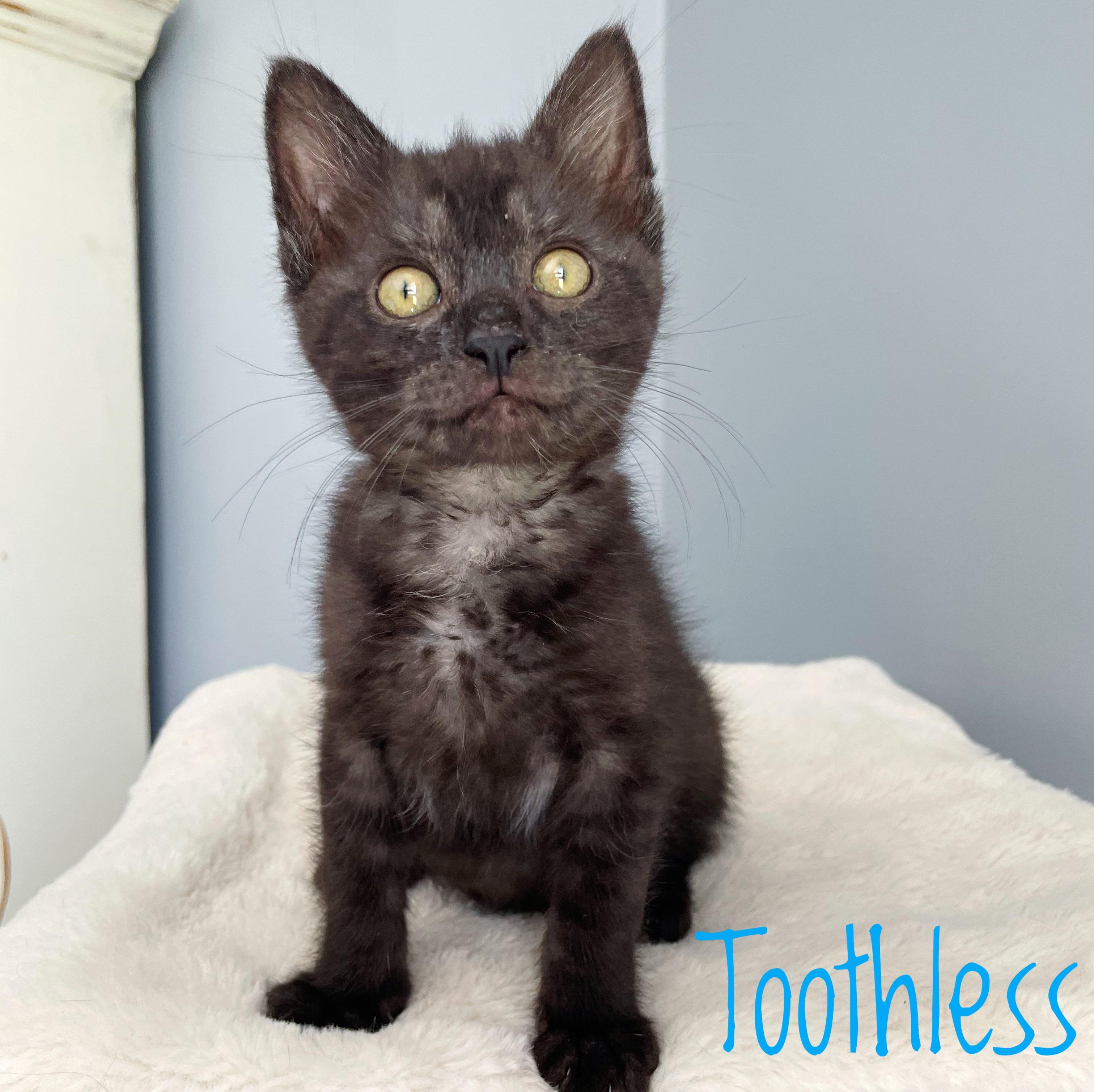 Toothless, Adoptable, Kitten Male Domestic Short Hair.
