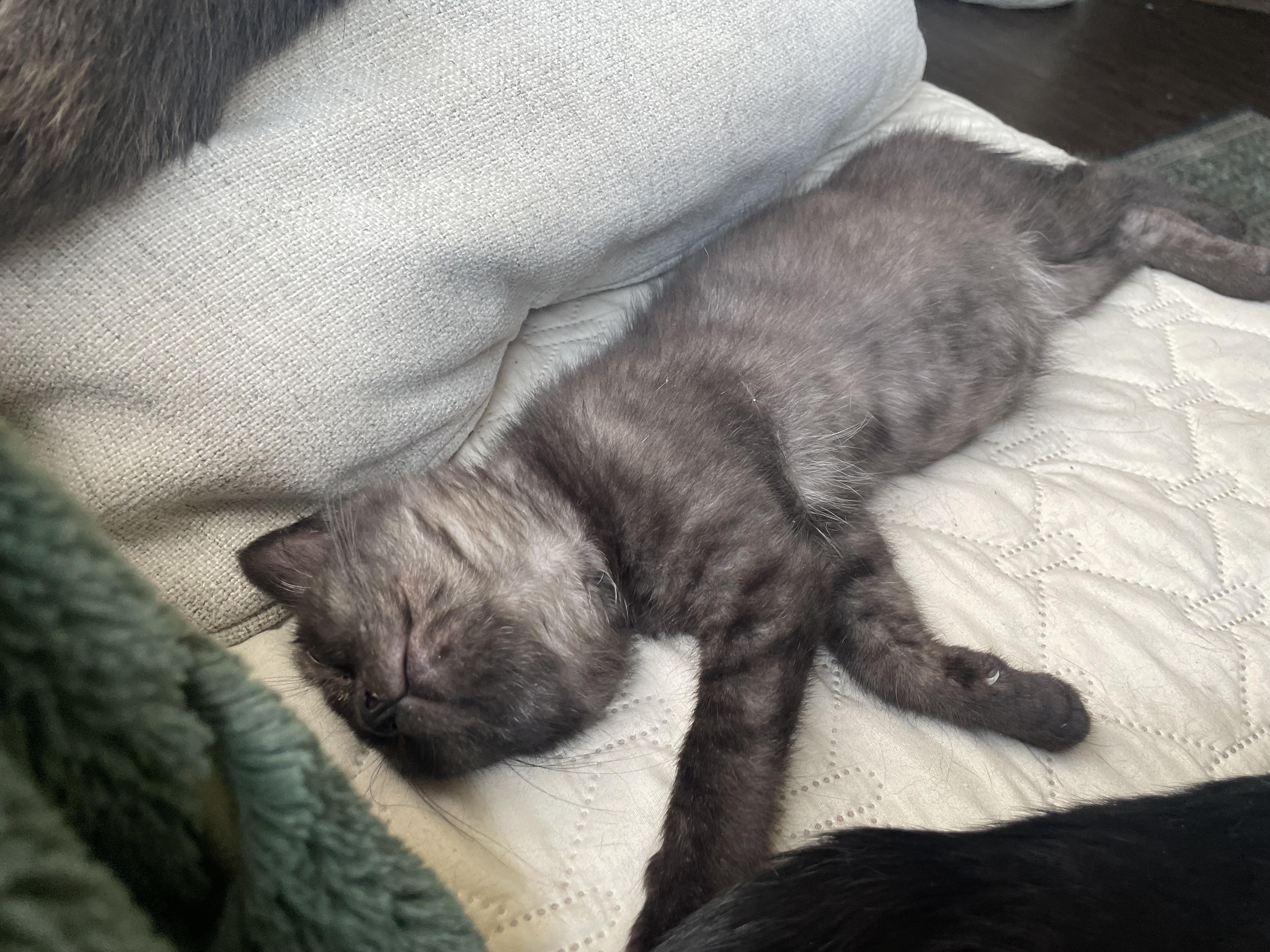 Toothless, a Adoptable Domestic Short Hair in Bethel, OH image 3/3