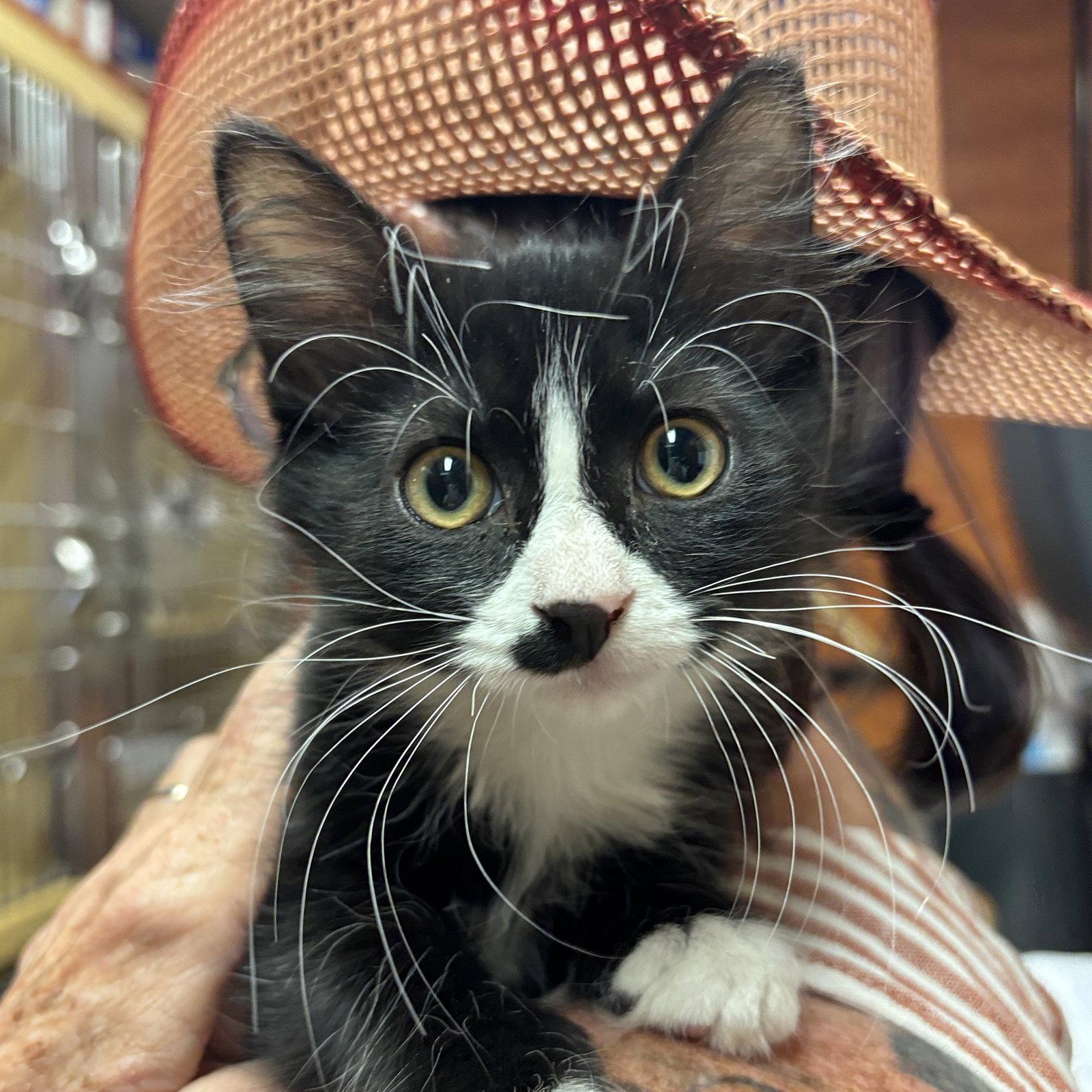 Edward, Adoptable, Kitten Male Domestic Medium Hair.