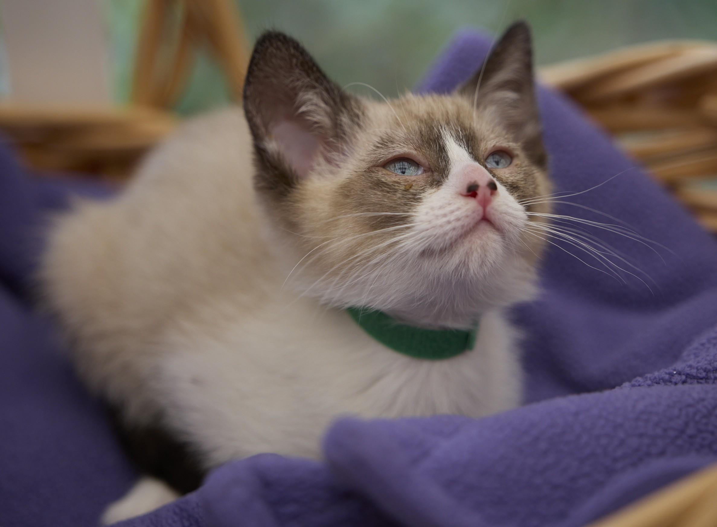 Freckles, an adoptable Siamese in Santa Barbara, CA image 2/2