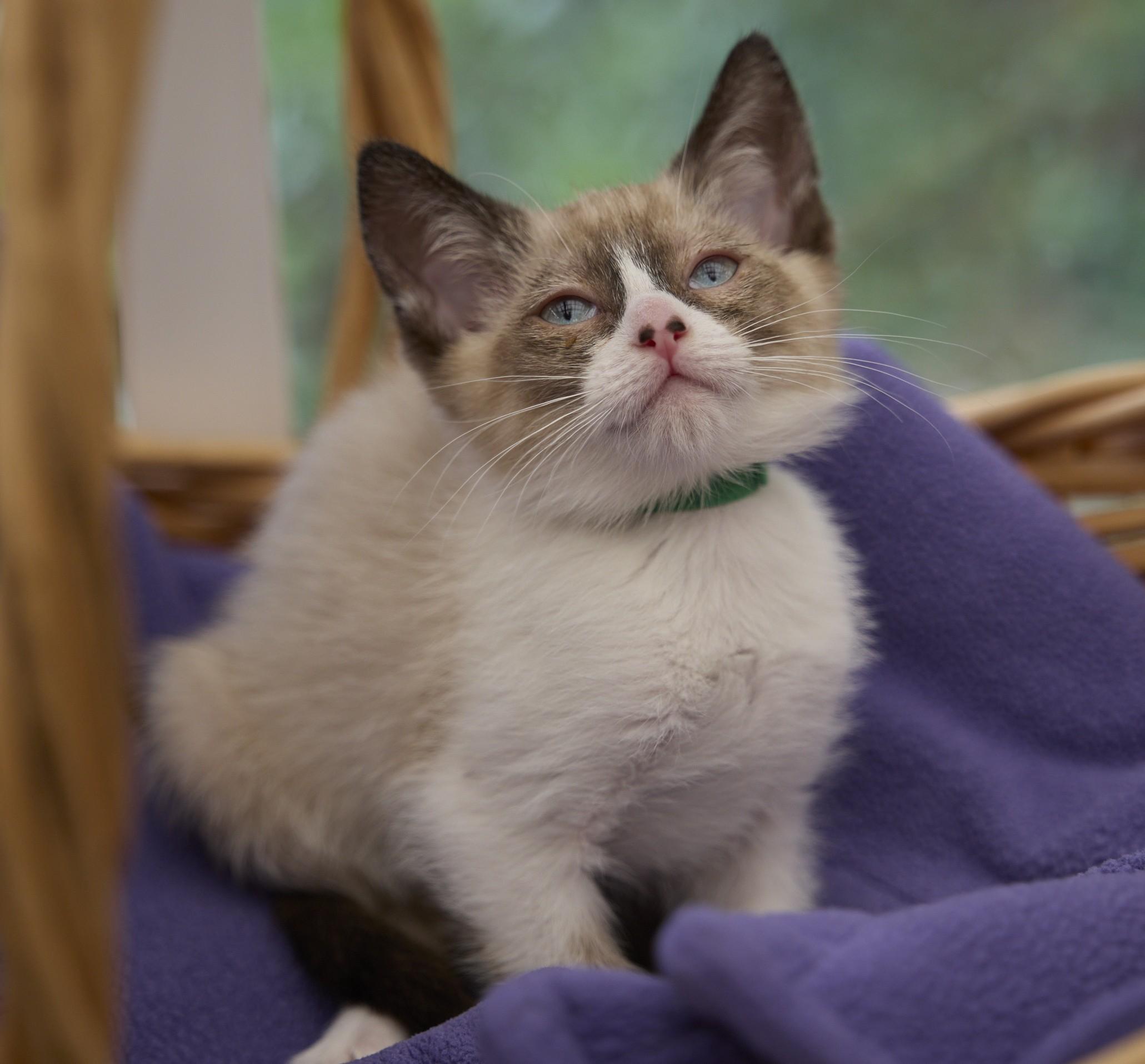 Freckles, an adoptable Siamese in Santa Barbara, CA image 1/2