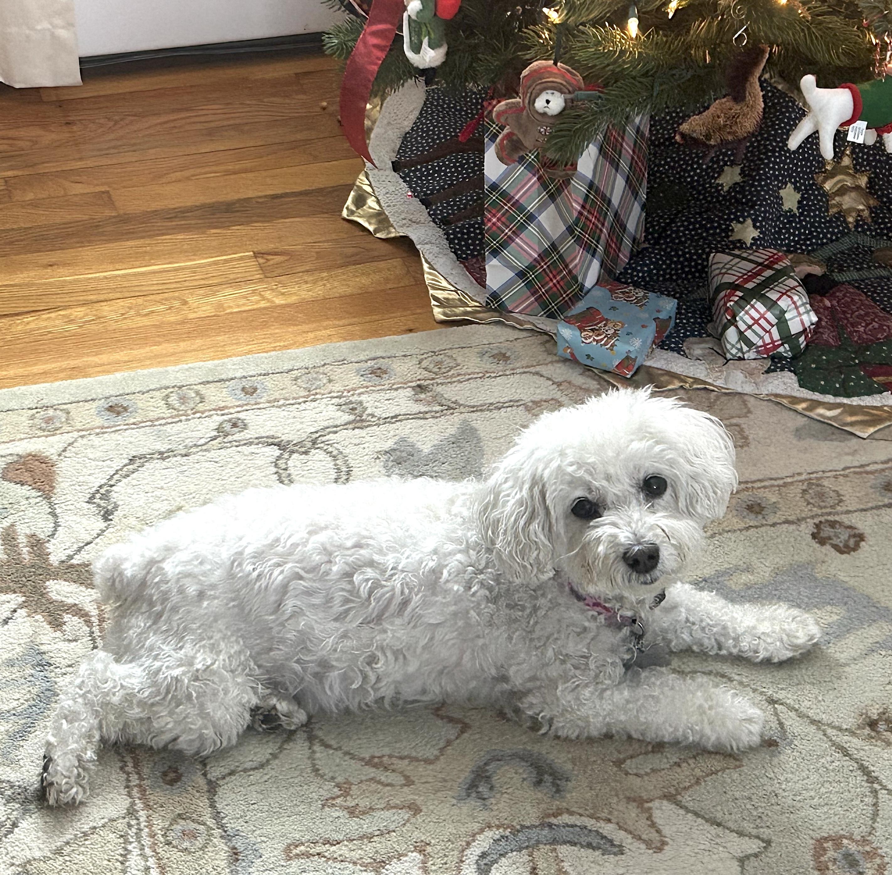 Enlarge Angel, an adopted Bichon Frise in Newton, NJ image 5/5