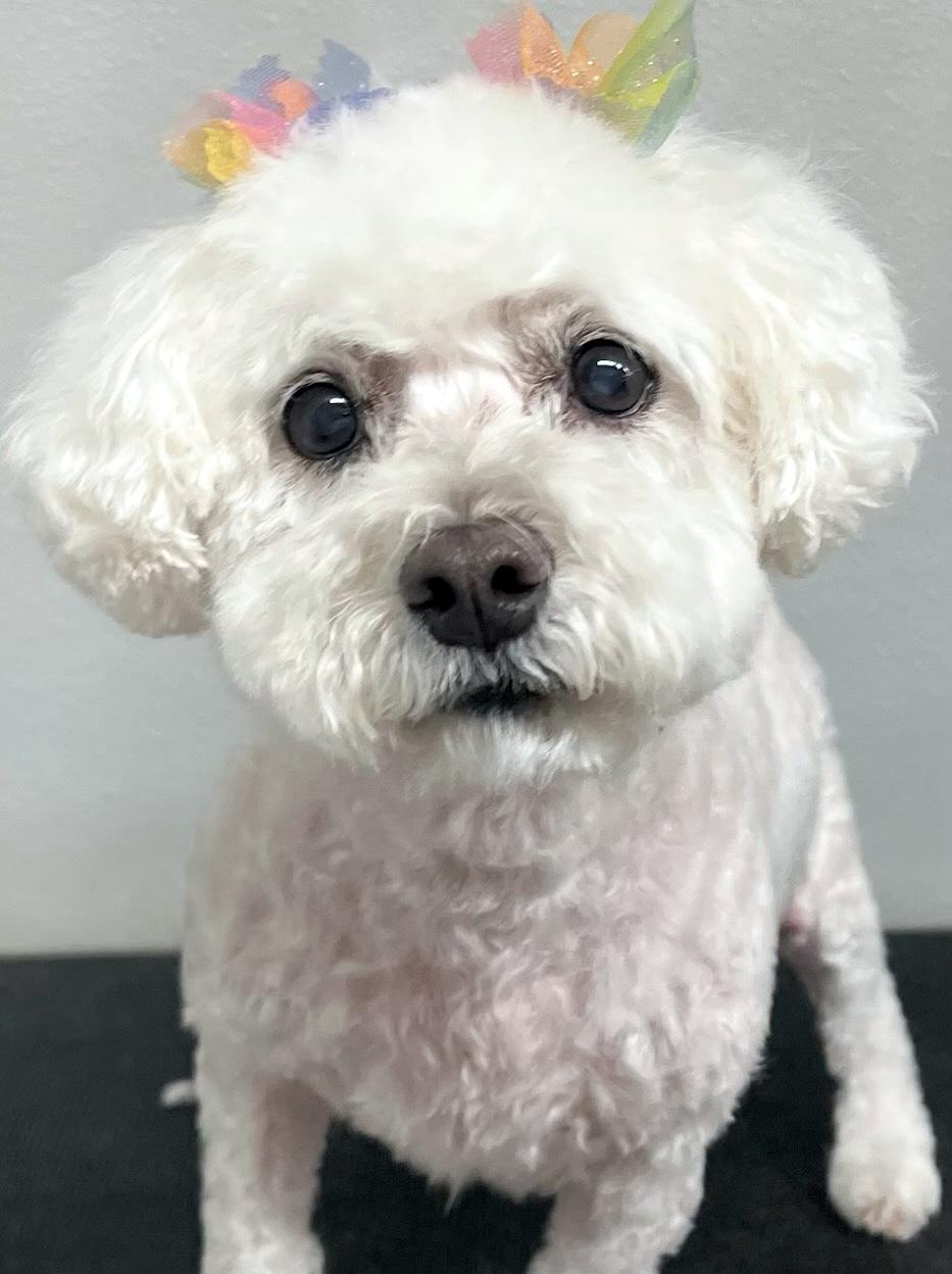 Enlarge Angel, a Adoptable Bichon Frise in Newton, NJ image 3/4