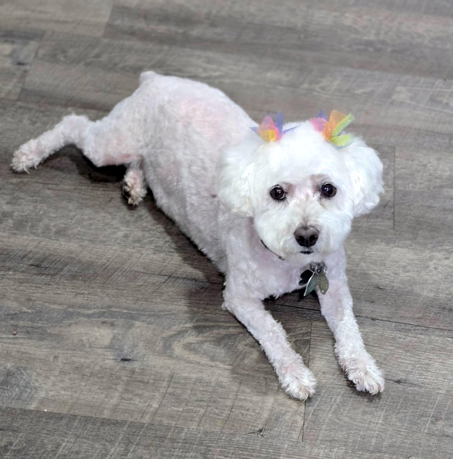Enlarge Angel, a Adoptable Bichon Frise in Newton, NJ image 4/4