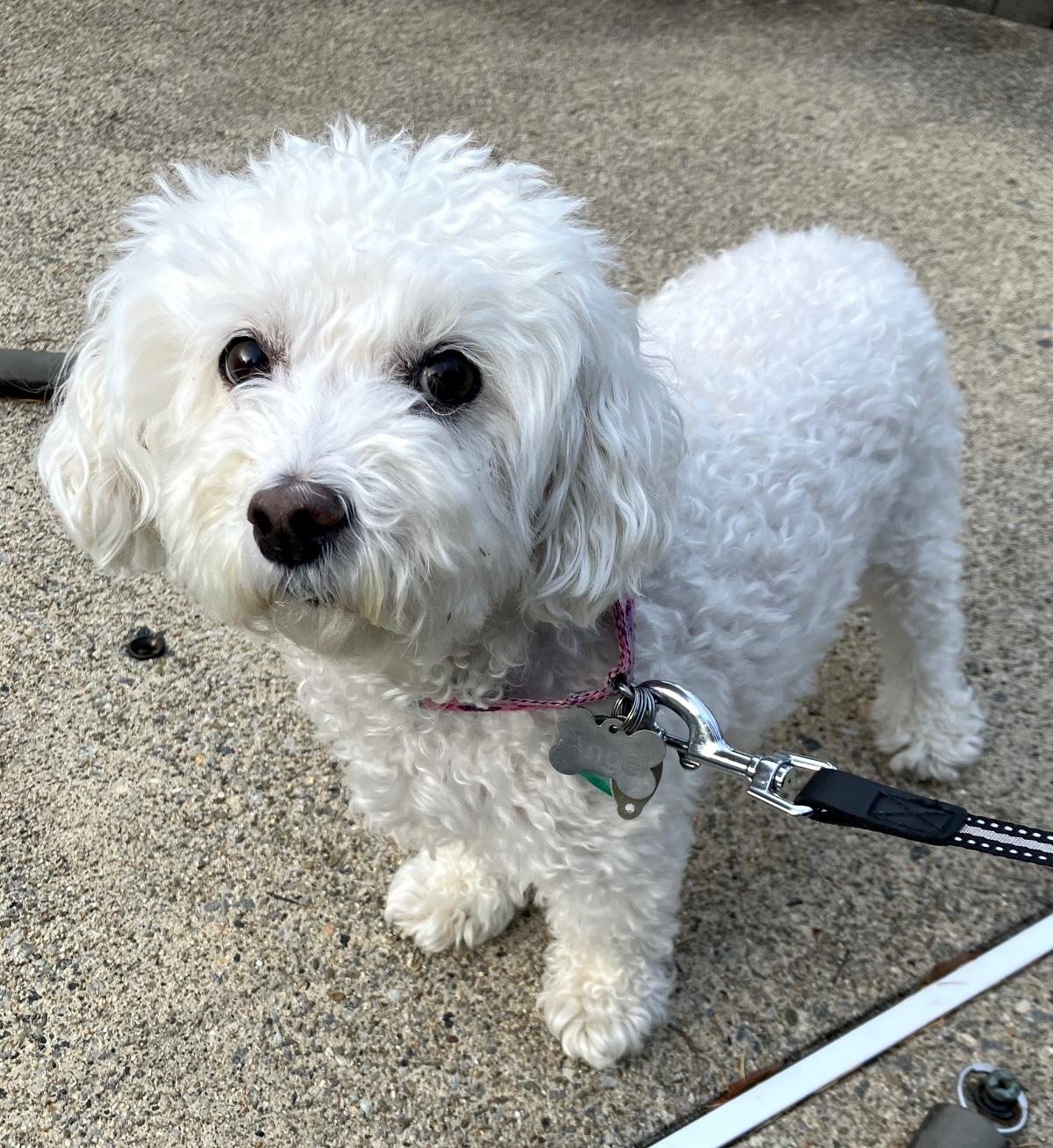Enlarge Angel, a Adoptable Bichon Frise in Newton, NJ image 1/4