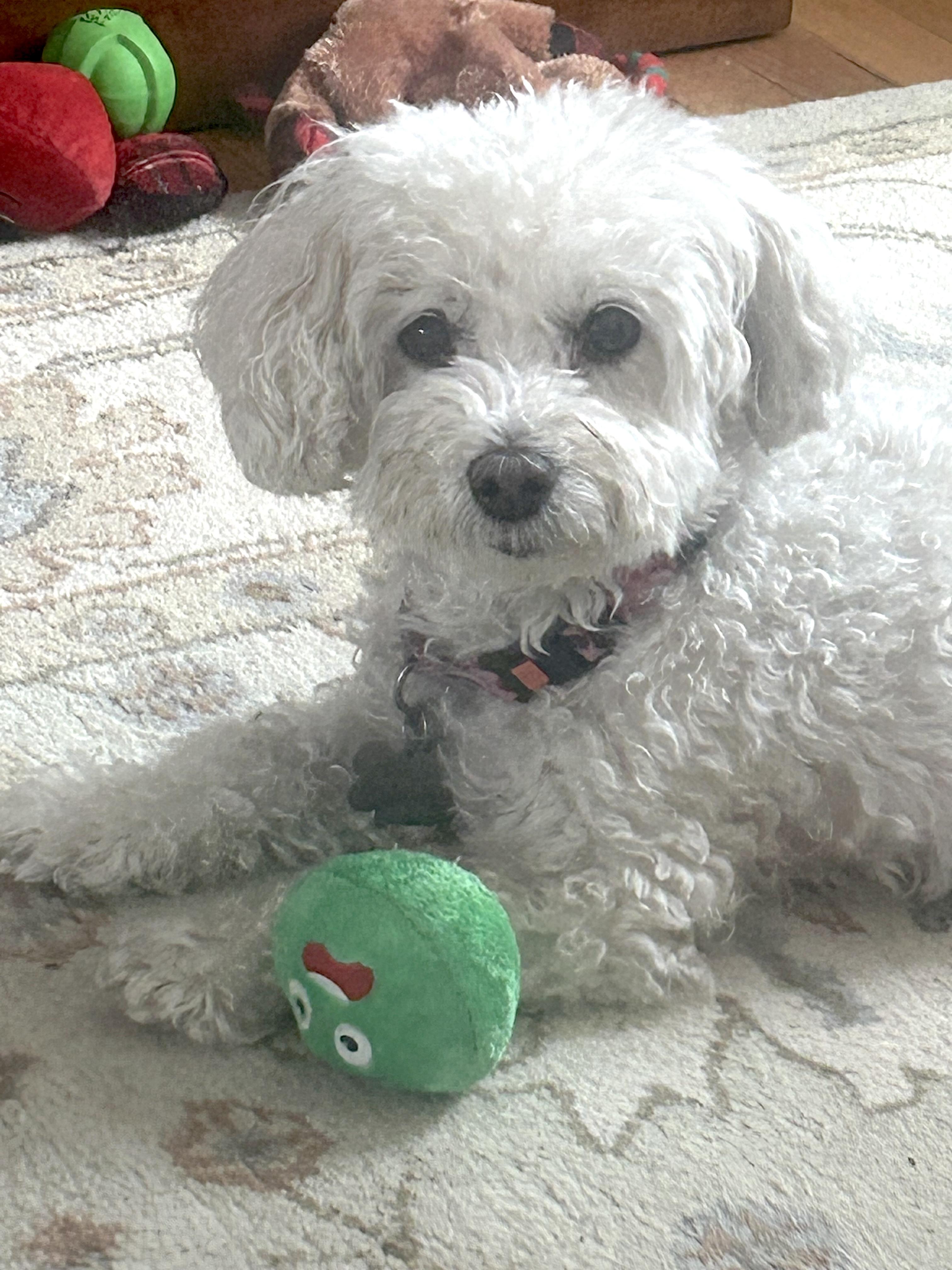 Enlarge Angel, an adopted Bichon Frise in Newton, NJ image 1/5