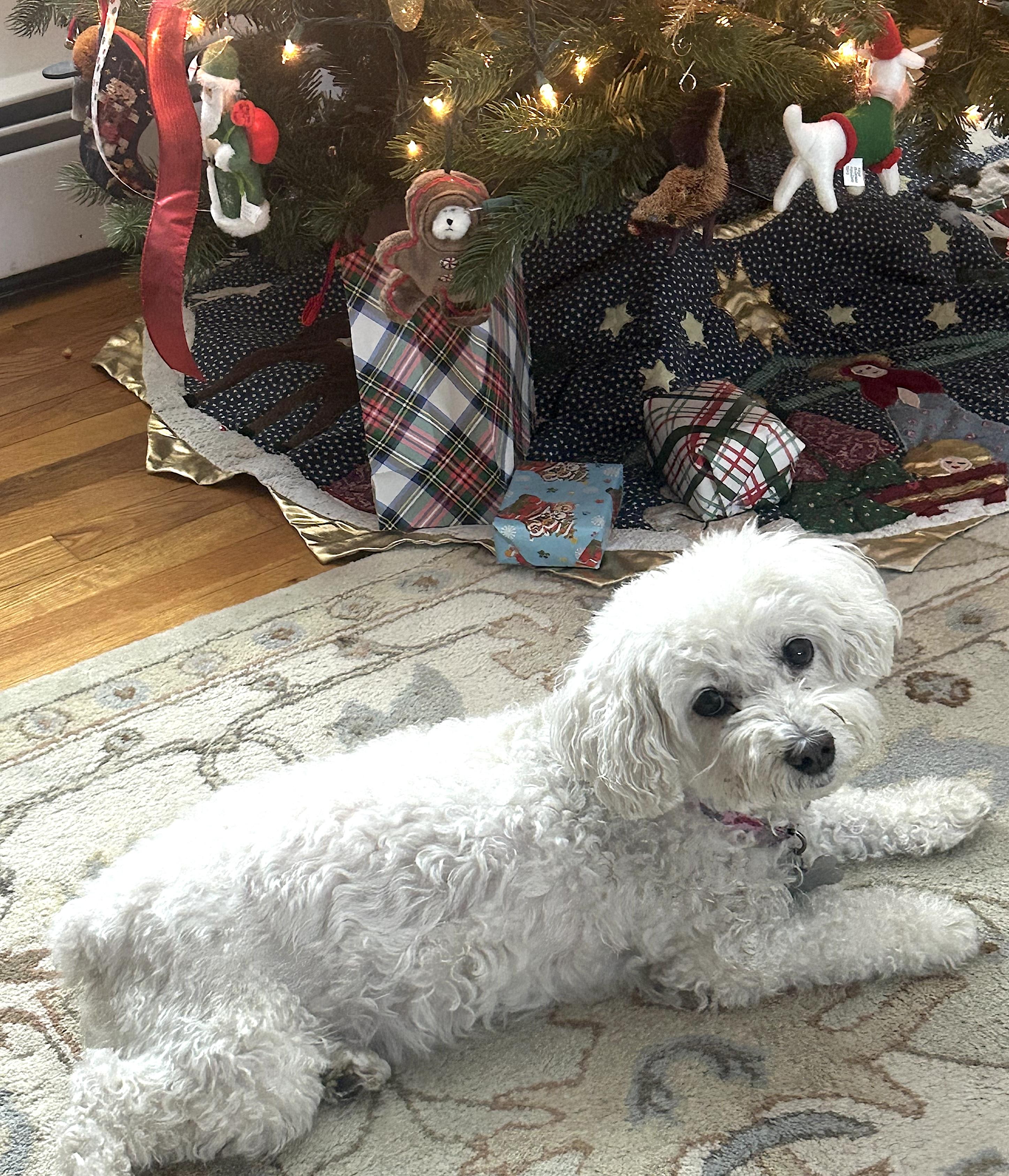 Enlarge Angel, an adopted Bichon Frise in Newton, NJ image 2/5