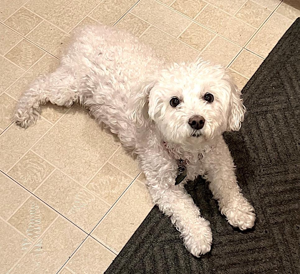 Enlarge Angel, a Adoptable Bichon Frise in Newton, NJ image 2/4