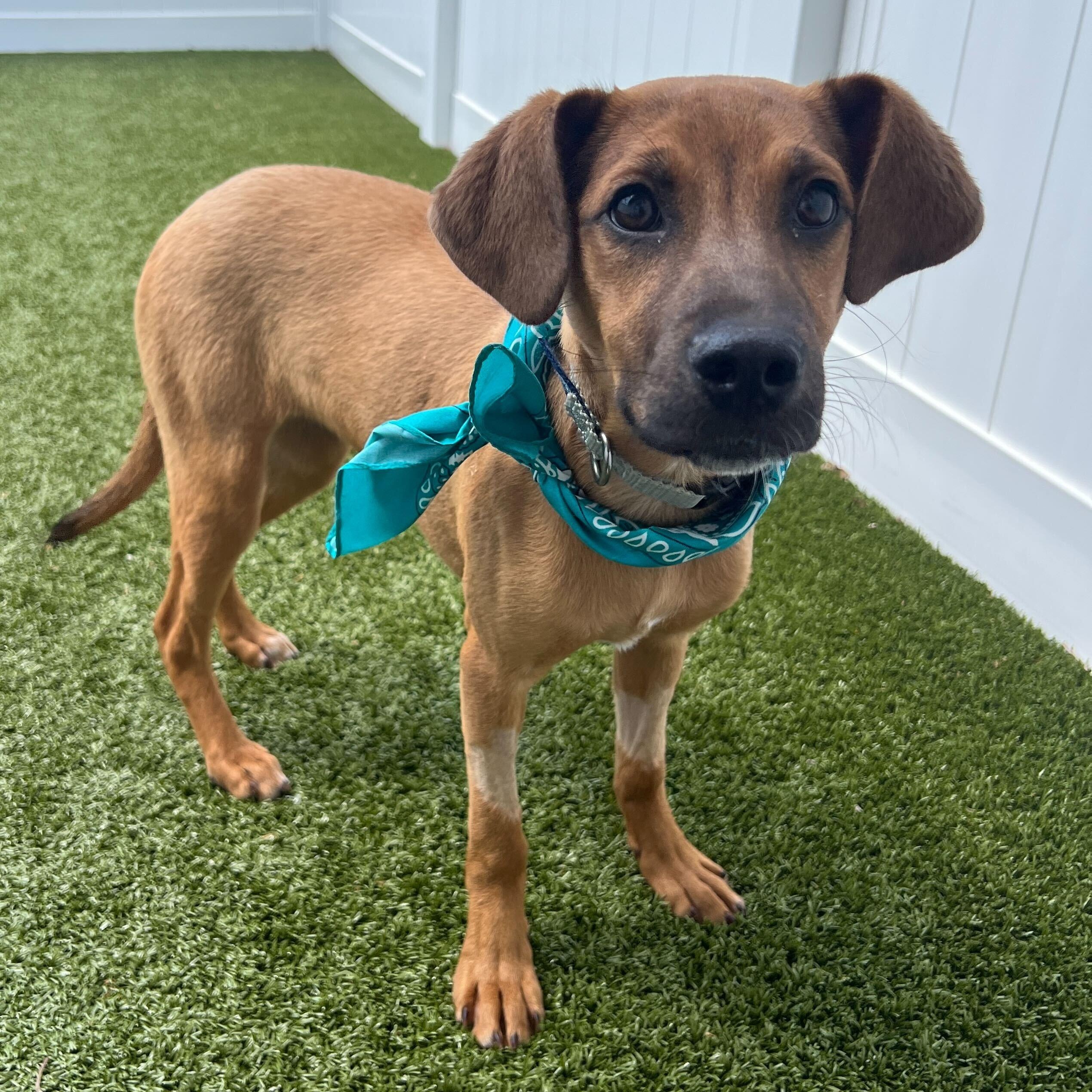Enlarge Agate, a ADOPTABLE Mixed Breed in Canal Winchester, OH image 4/4