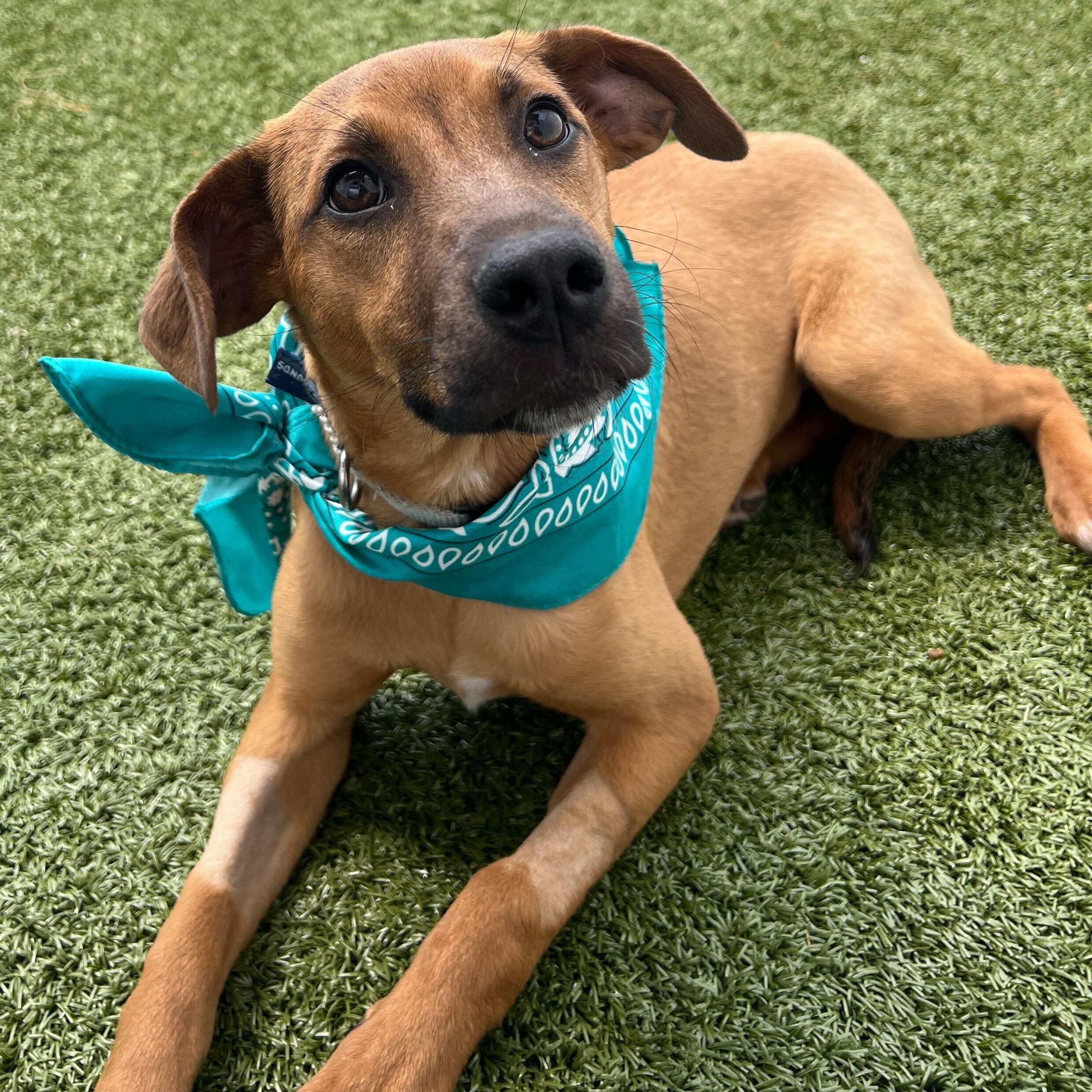 Agate, ADOPTABLE, Puppy Female Mixed Breed.