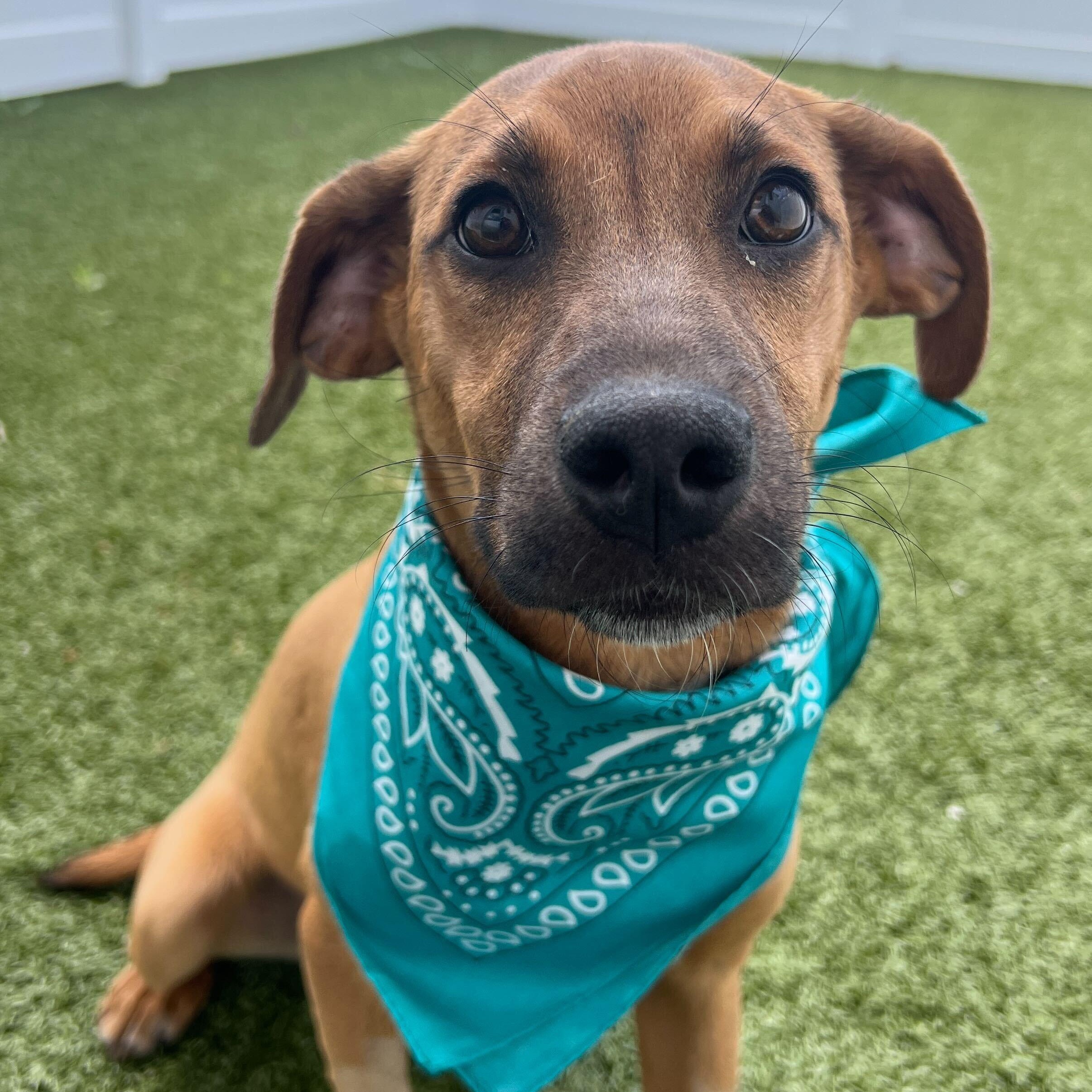 Enlarge Agate, a ADOPTABLE Mixed Breed in Canal Winchester, OH image 2/4