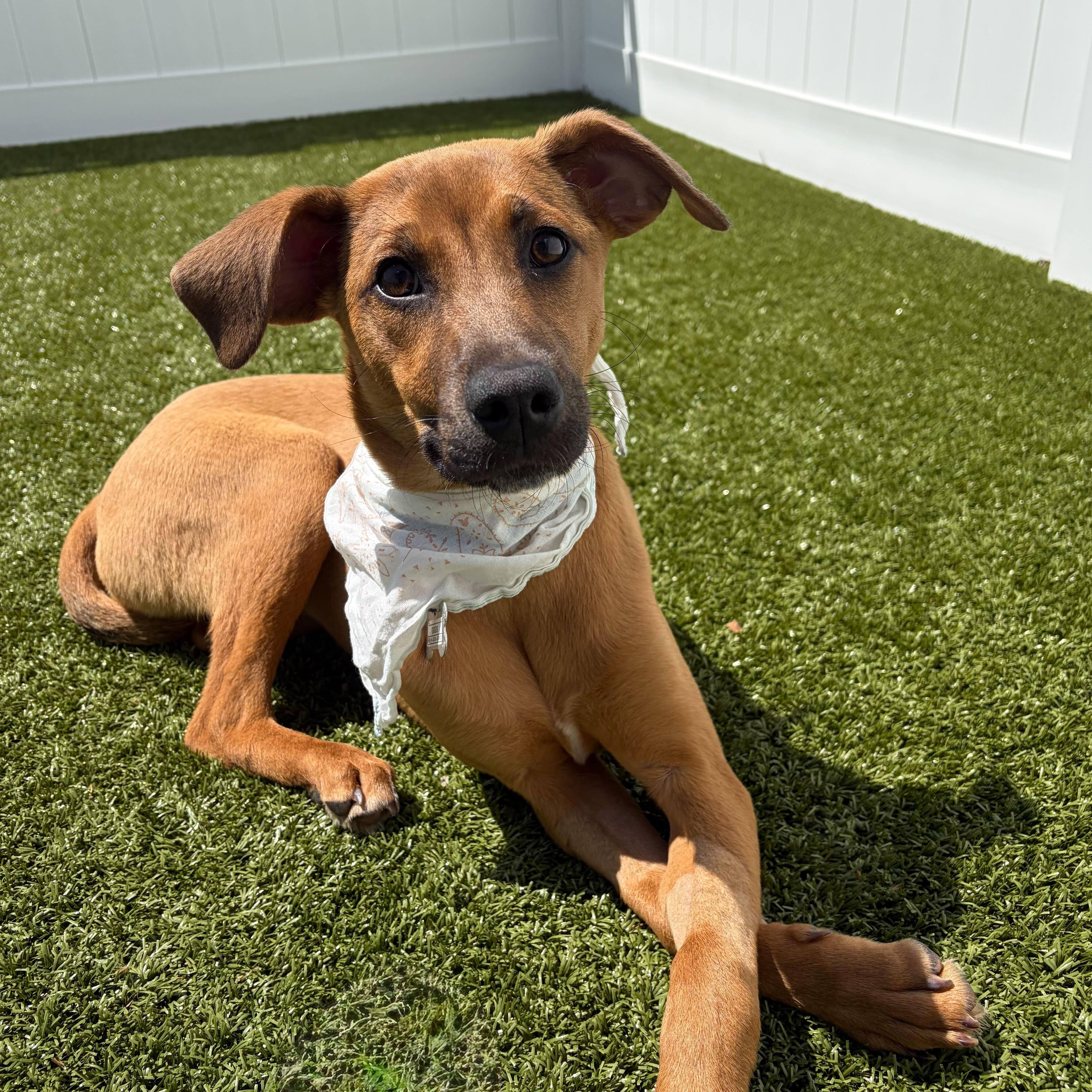 Agate, ADOPTABLE, Young Female Mixed Breed.