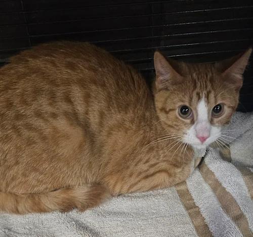 Enlarge Rex, a Adoptable mixed breed in Council Bluffs, IA image 1/1