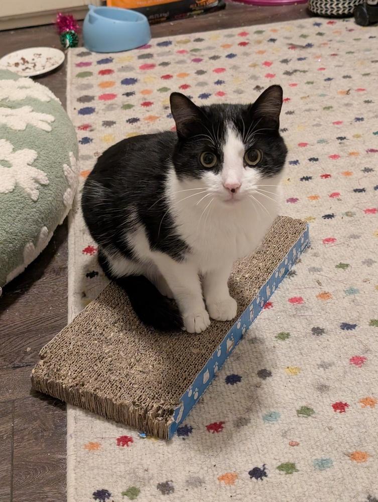 Domino, Adoptable, Young Male Domestic Short Hair.