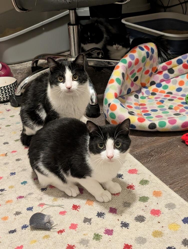Enlarge Domino, a Adoptable Domestic Short Hair in Springdale, PA image 2/6