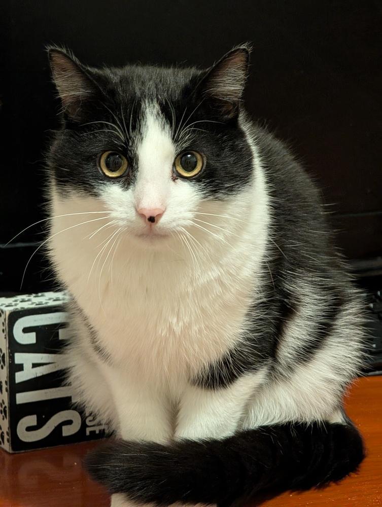 Enlarge Domino, a Adoptable Domestic Short Hair in Springdale, PA image 3/6