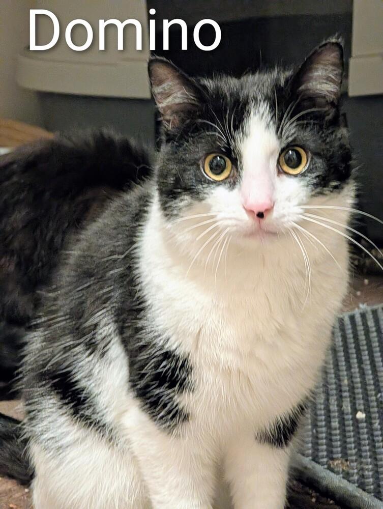 Enlarge Domino, a Adoptable Domestic Short Hair in Springdale, PA image 4/6
