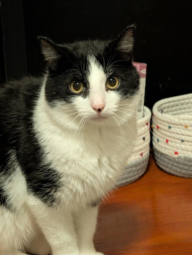 Enlarge Domino, a Adoptable Domestic Short Hair in Springdale, PA image 6/6