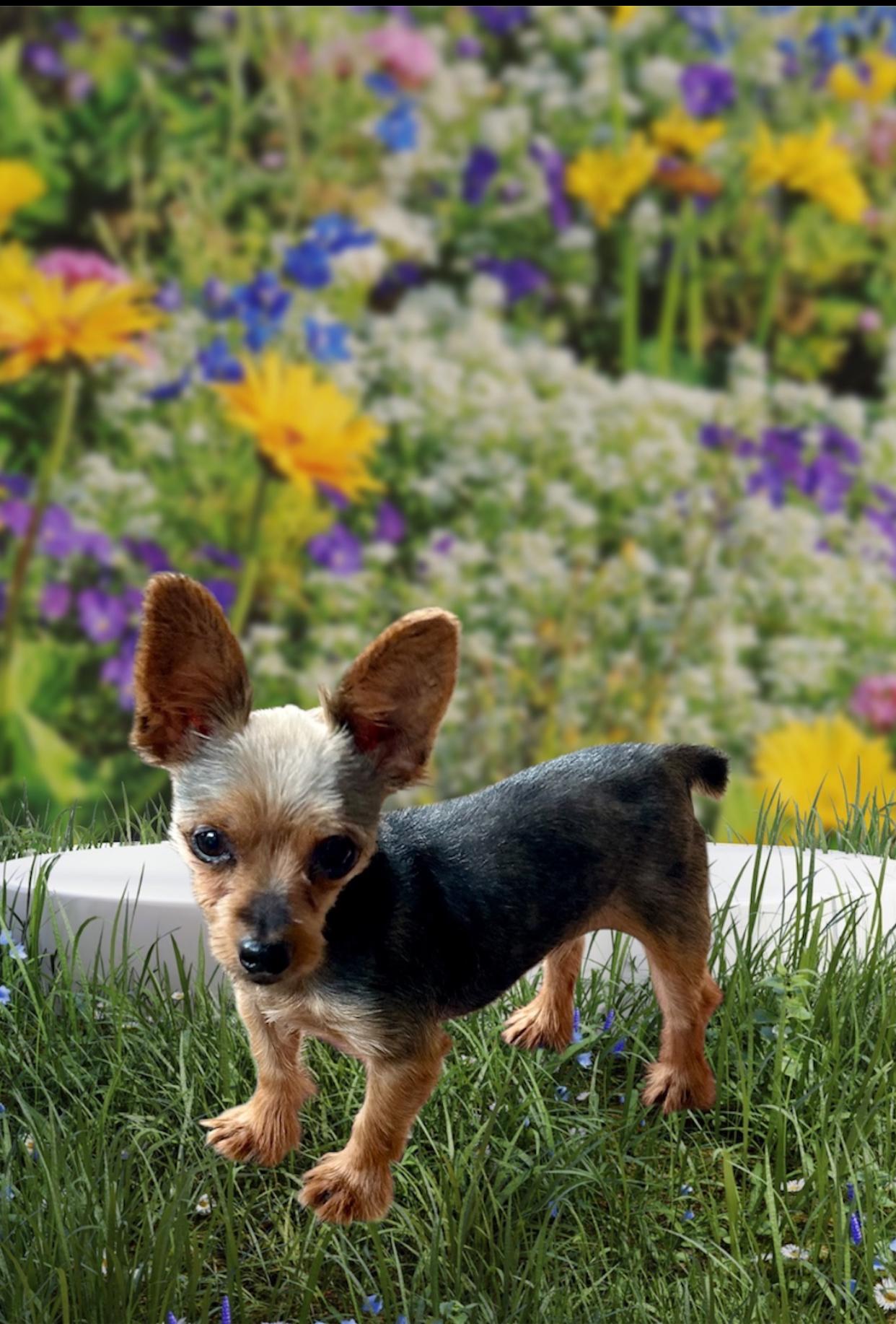 Chloe, adopted, Adult Female Yorkshire Terrier.